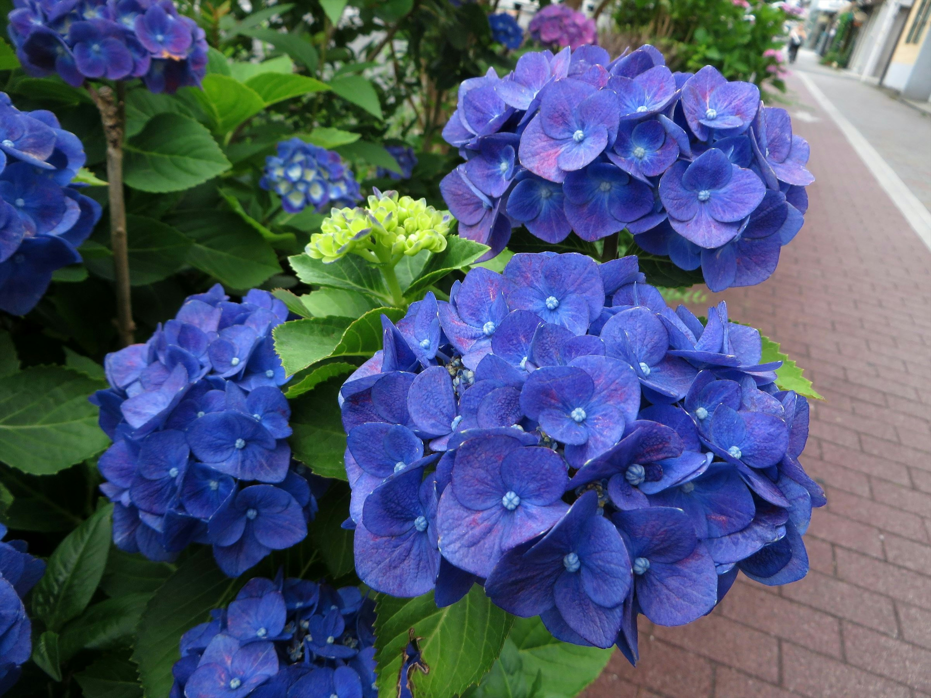 Cluster von lebhaften blauen Hortensienblüten in Blüte