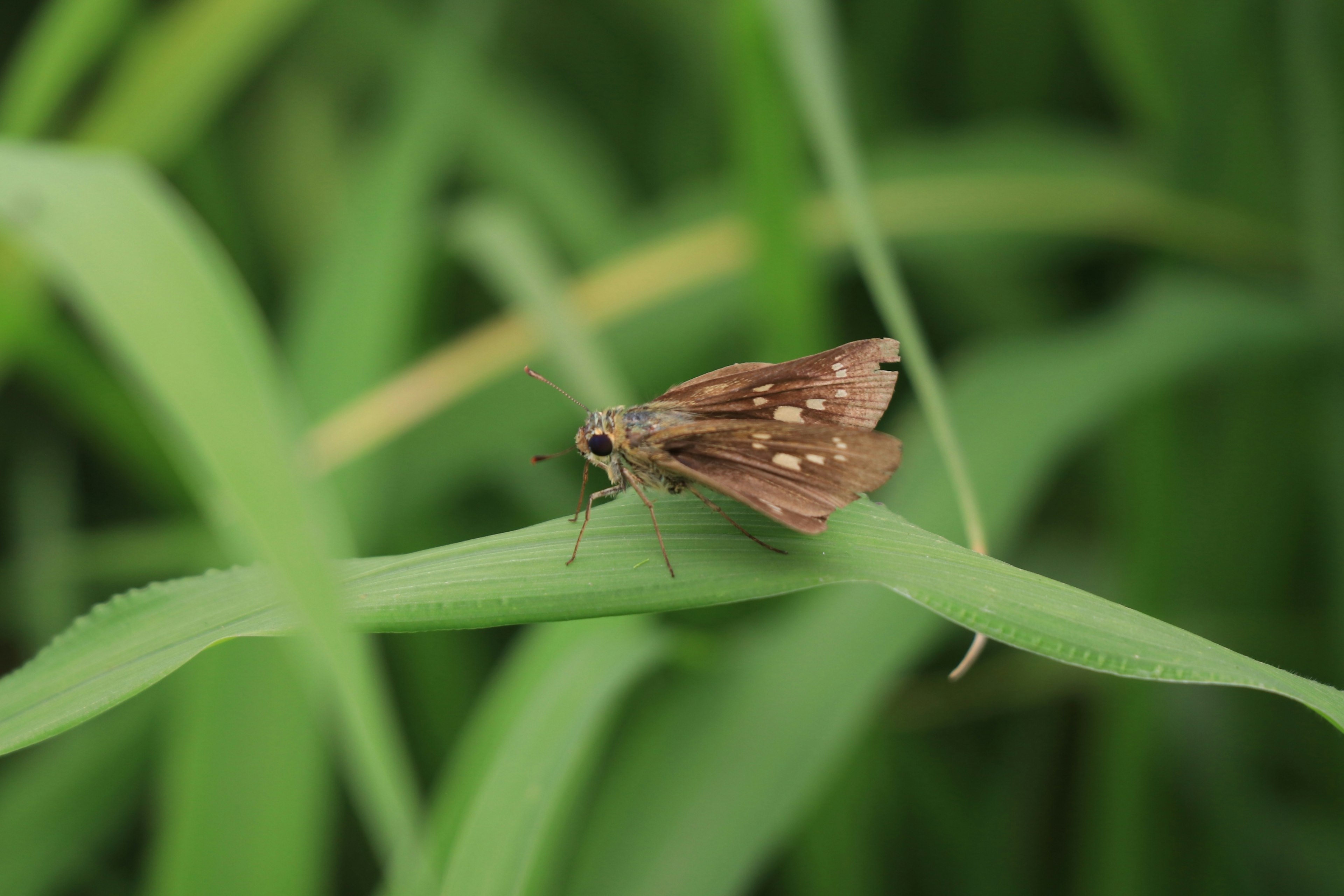 Gros plan d'un papillon brun reposant sur de l'herbe verte