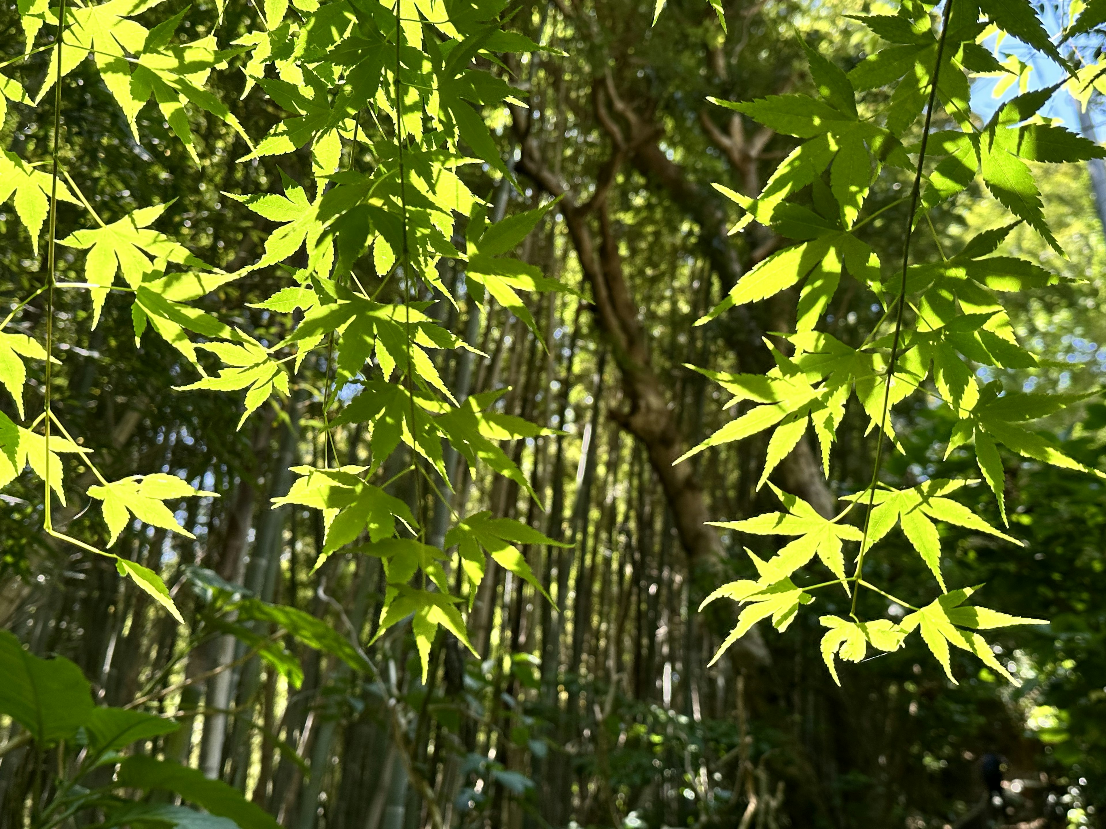 Hojas verdes exuberantes con un fondo de bambú en un entorno natural