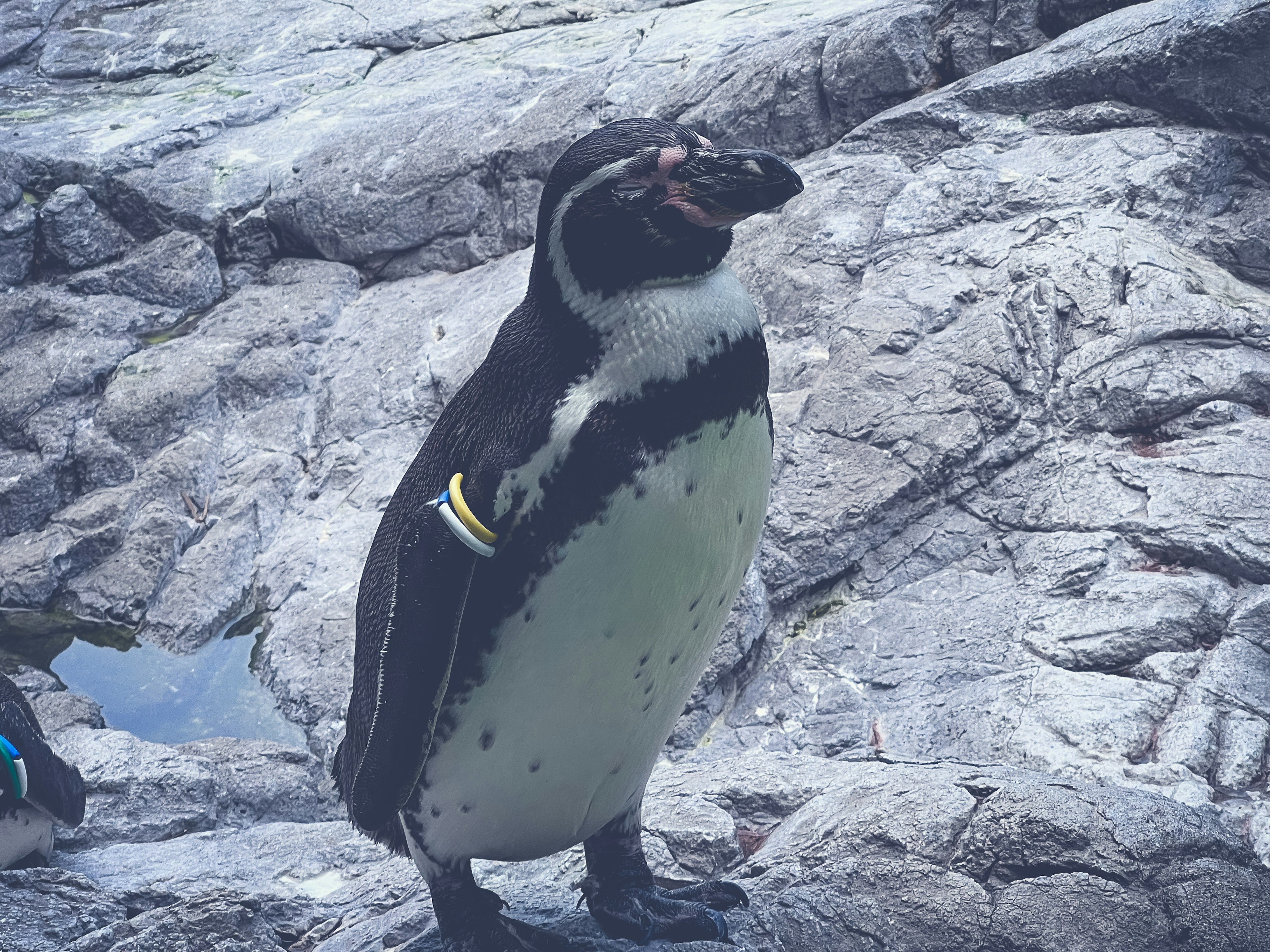 A penguin standing on rocks with distinctive black and white feathers