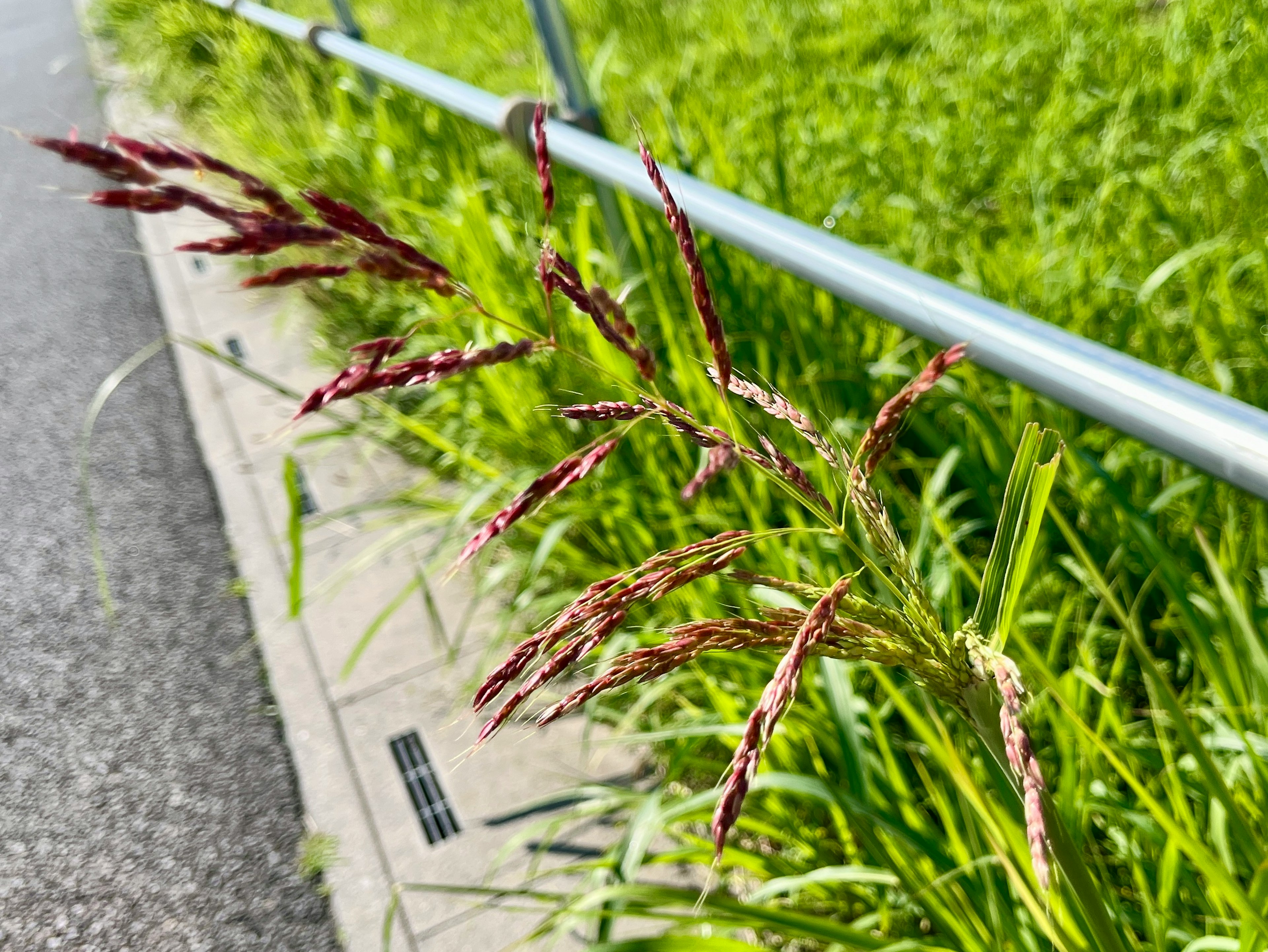 A close-up of reddish-purple grass flowers beside a pathway