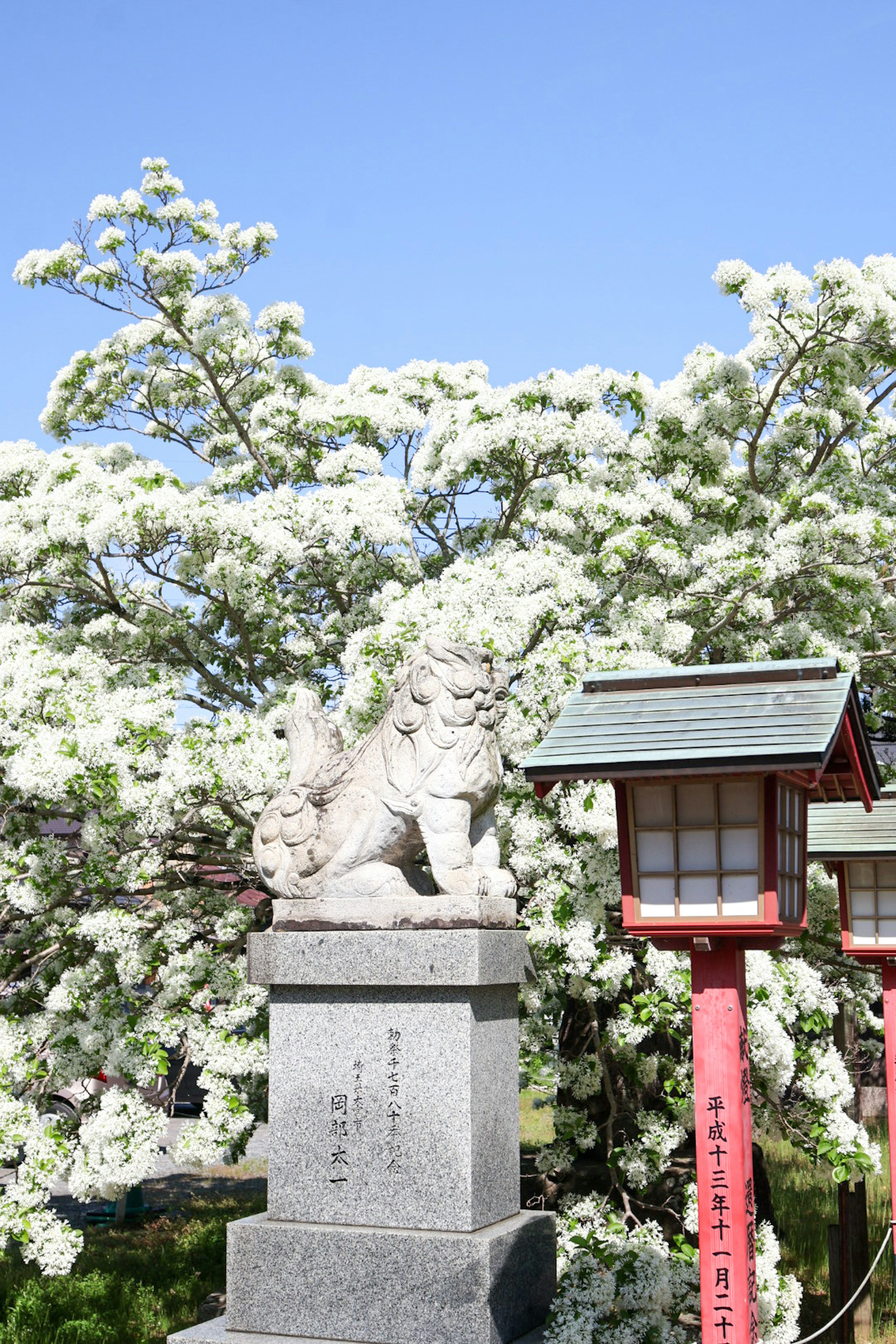 白い花に覆われた木と狛犬の像 赤い提灯が並んでいる風景