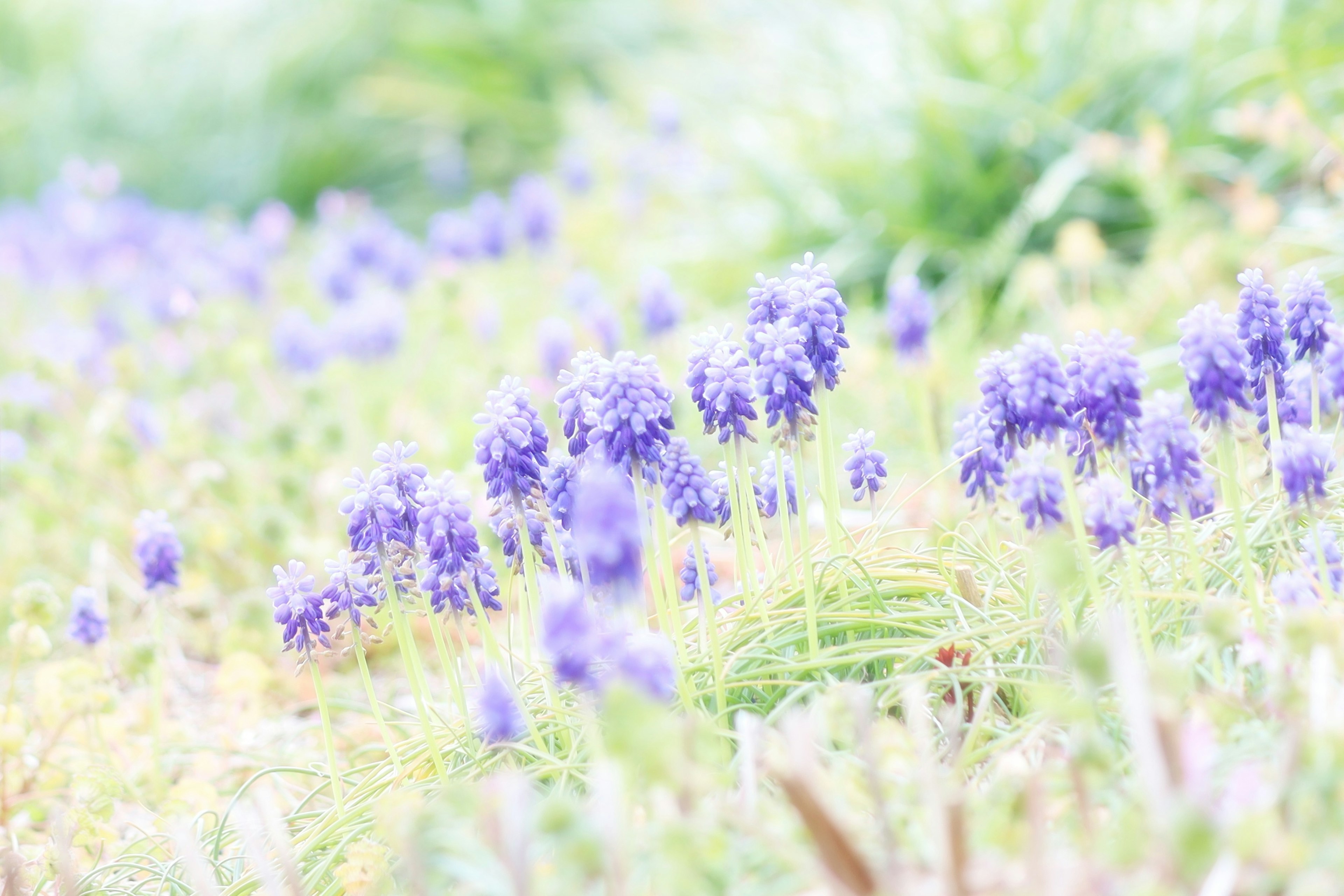 Soft landscape with blooming purple flowers