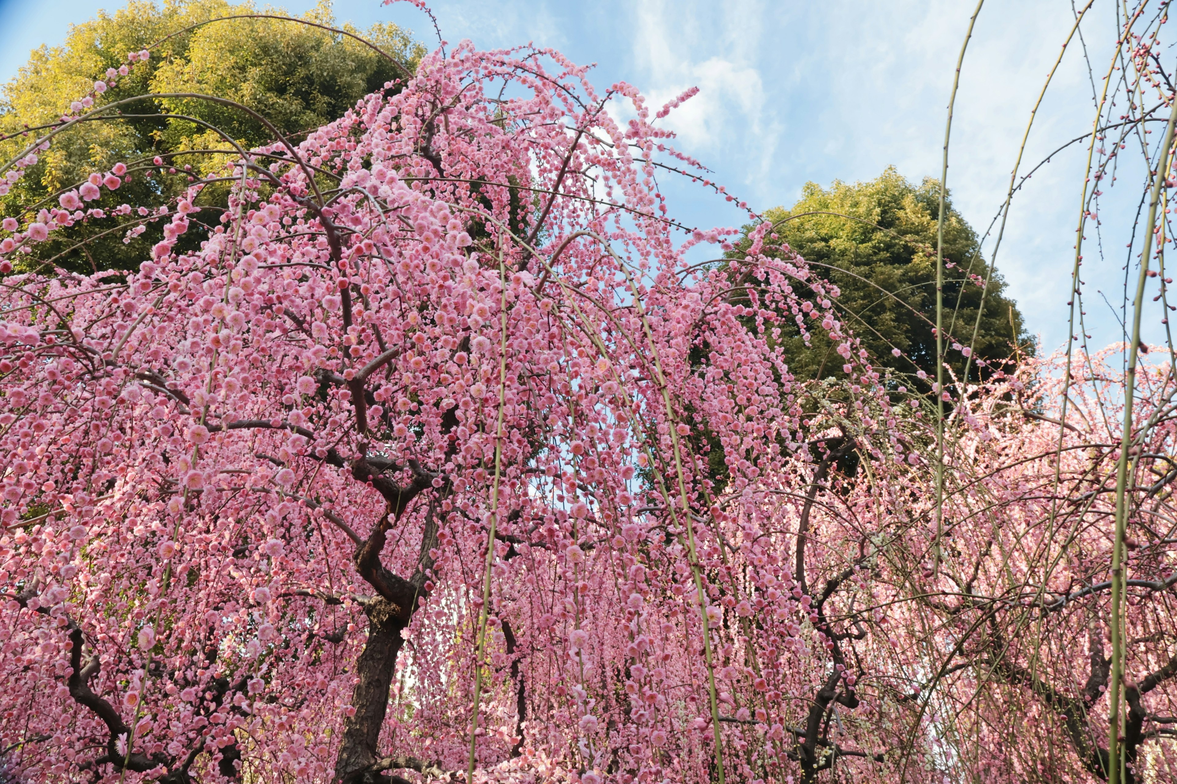 Beautiful landscape of blooming cherry blossom trees