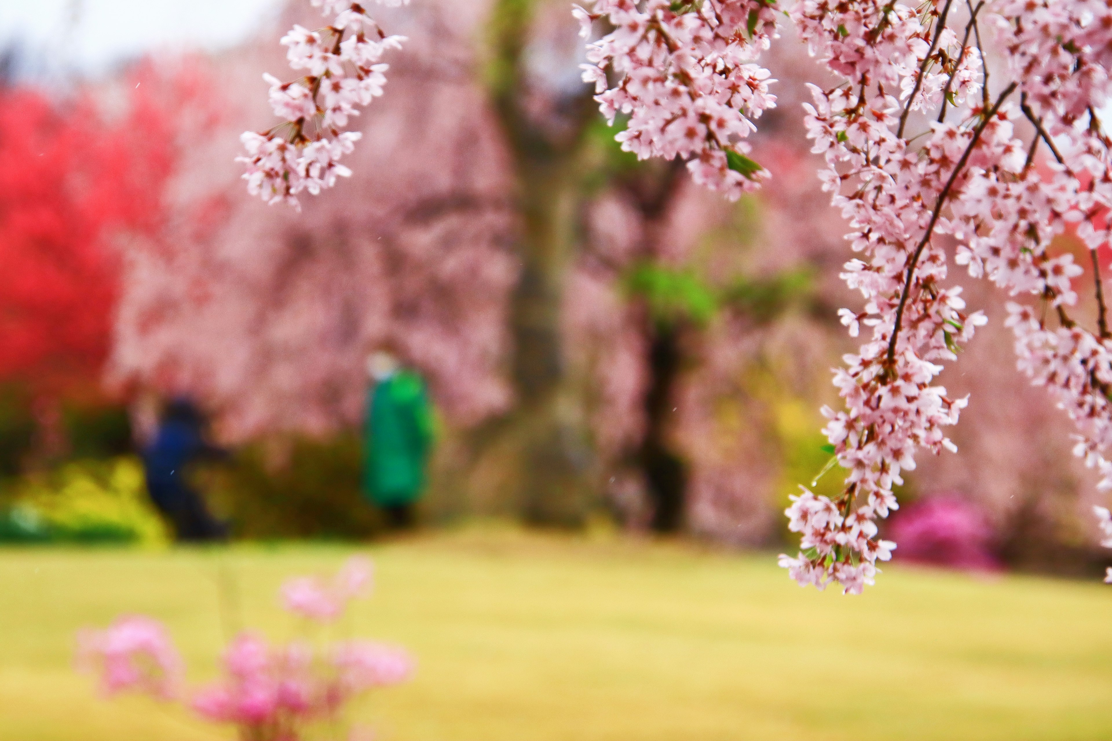 Flores de cerezo en primavera con figuras borrosas al fondo