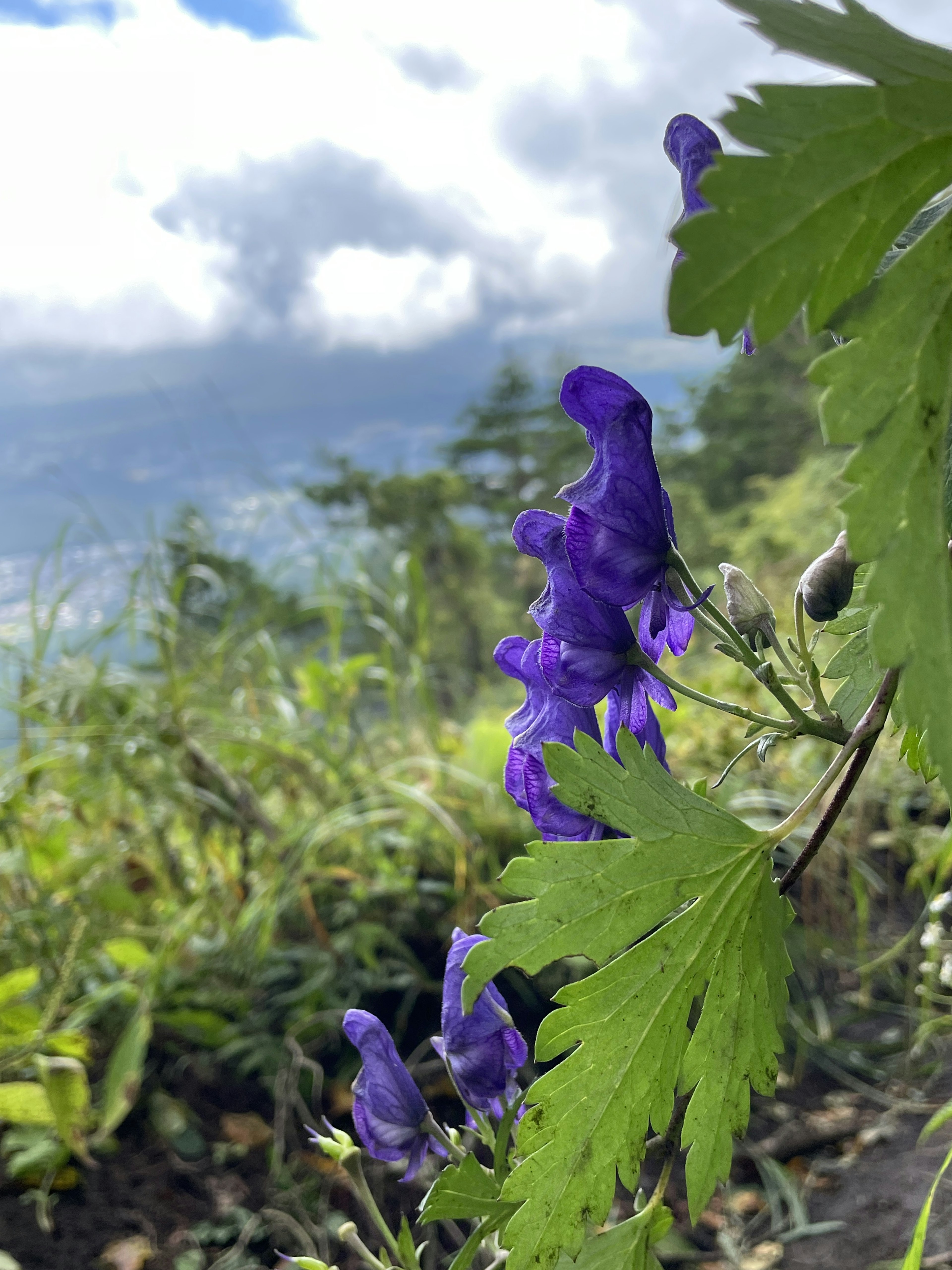 图像展示紫色花朵和绿色叶子在风景中