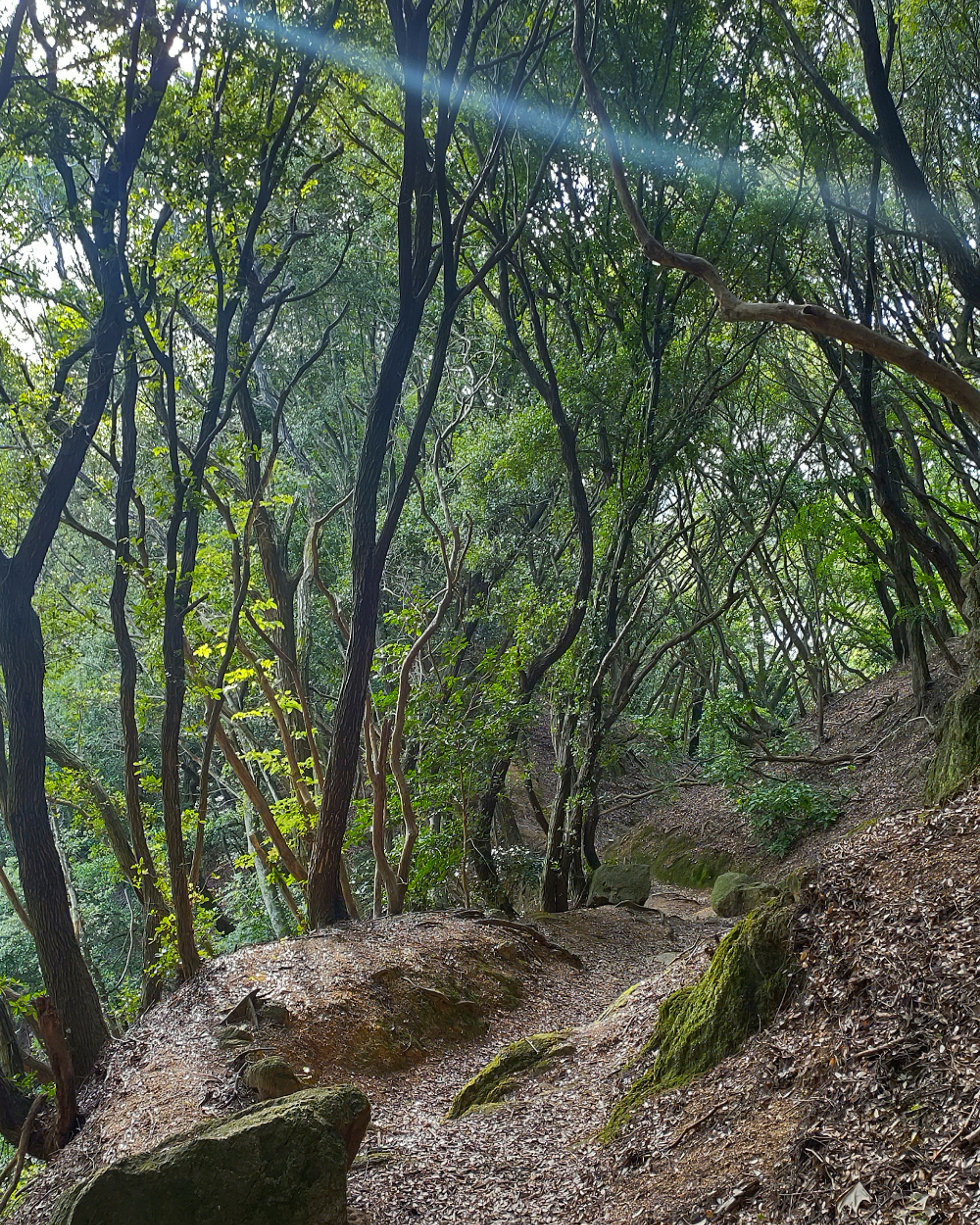 푸르른 숲속의 평화로운 길과 바위