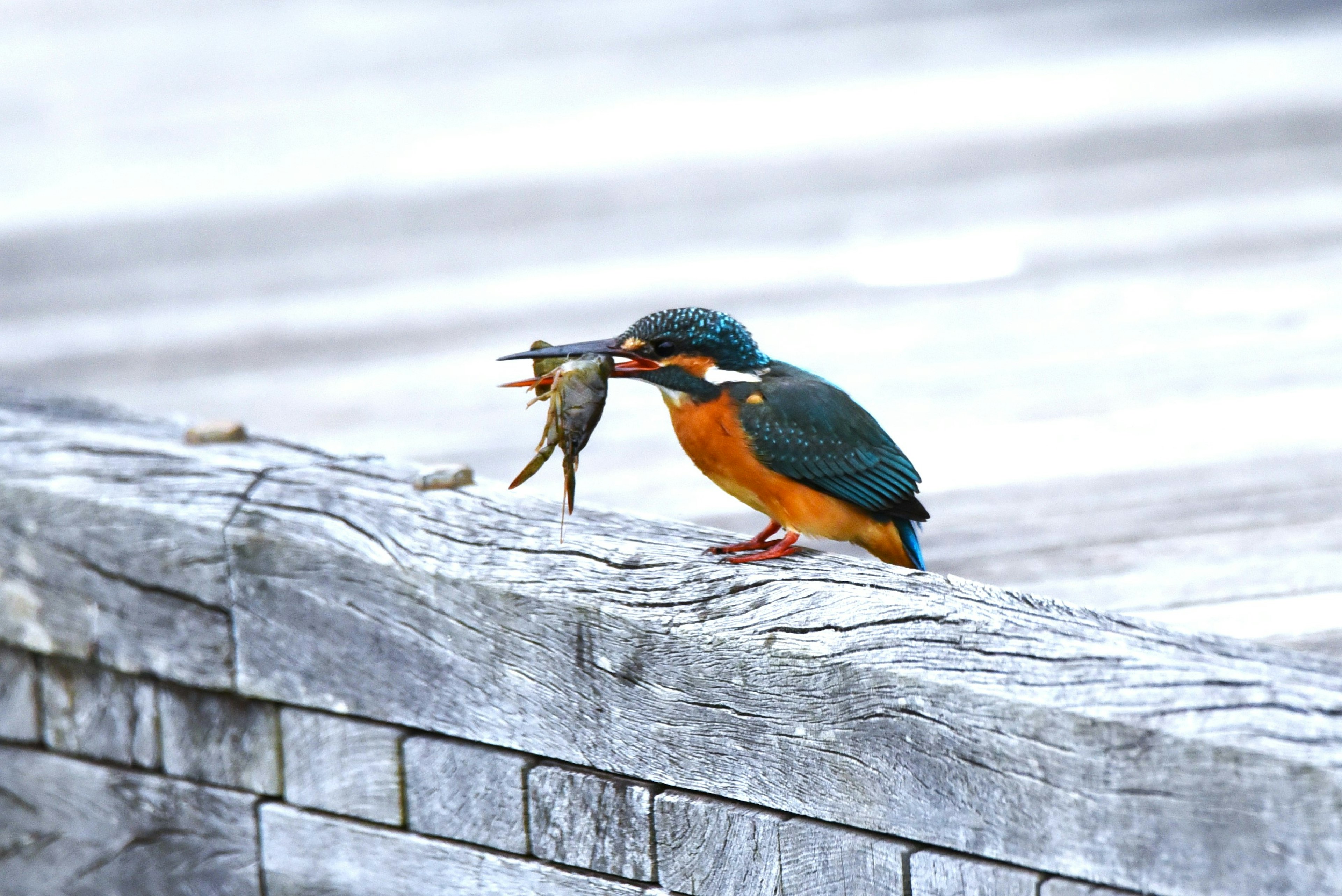 Kingfisher holding a fish on a wooden surface