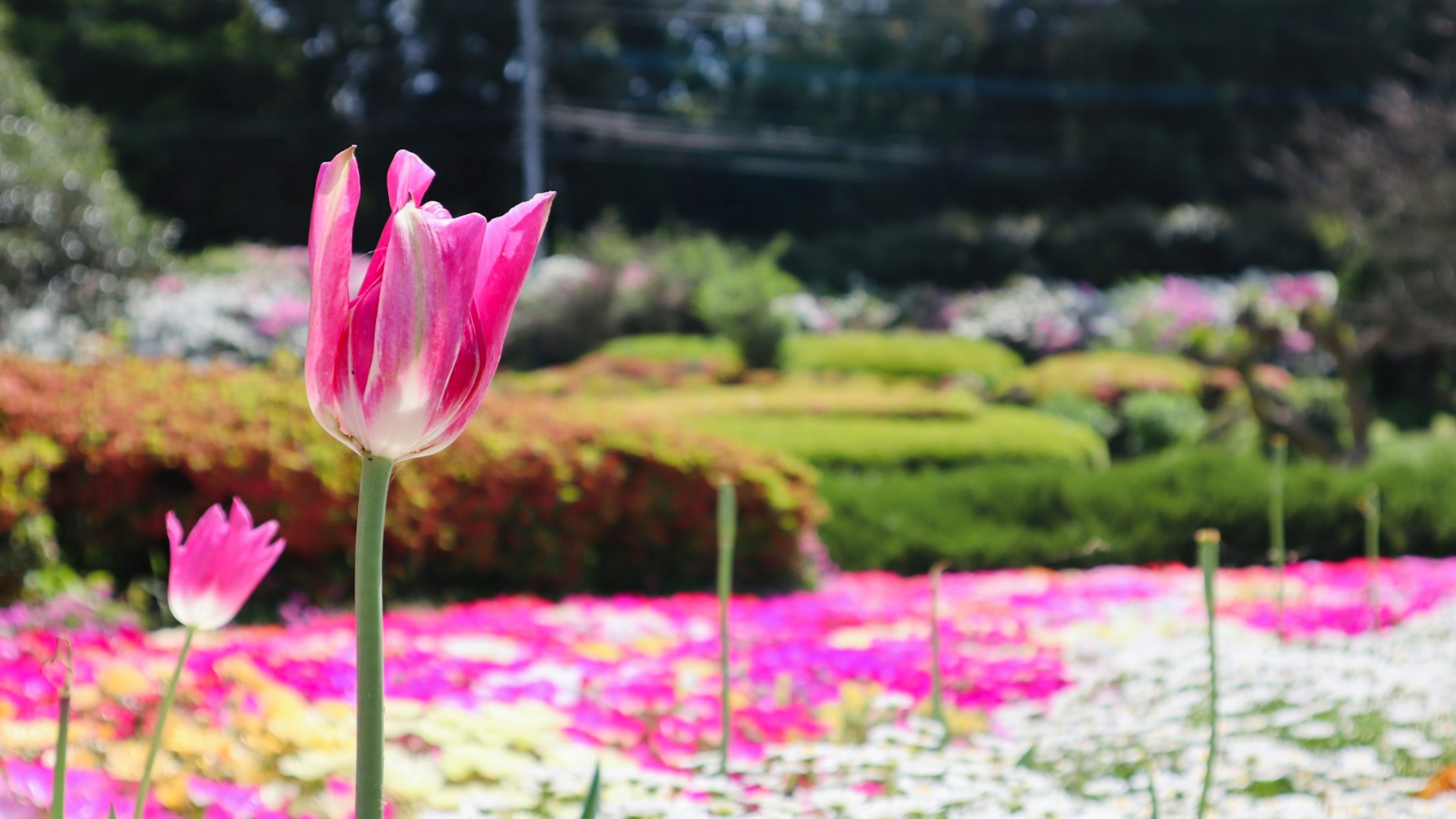 Eine lebhafte pinkfarbene Tulpe im Vordergrund mit einem schönen Garten bunter Blumen im Hintergrund