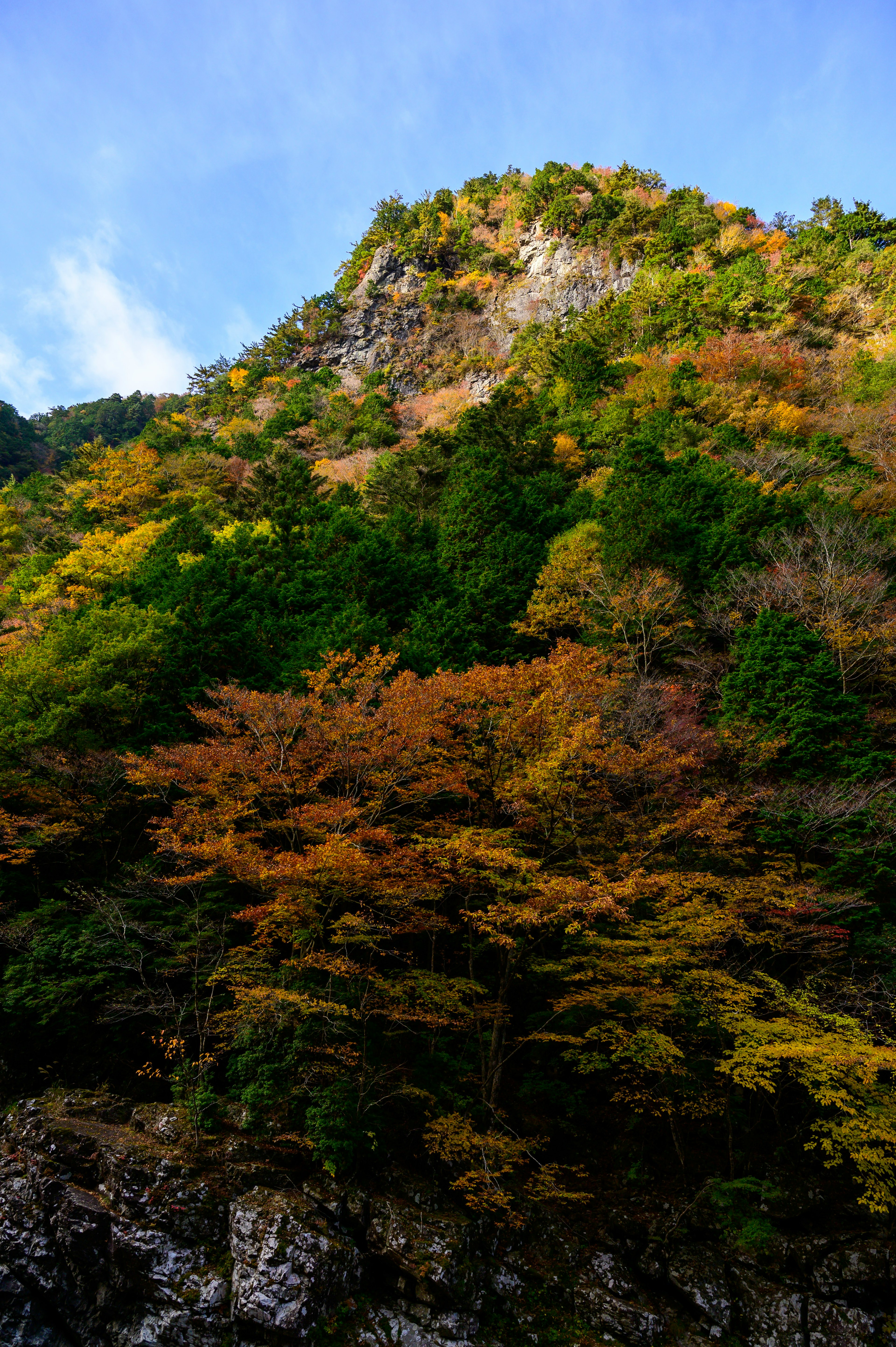 色とりどりの秋の葉が茂る山の風景