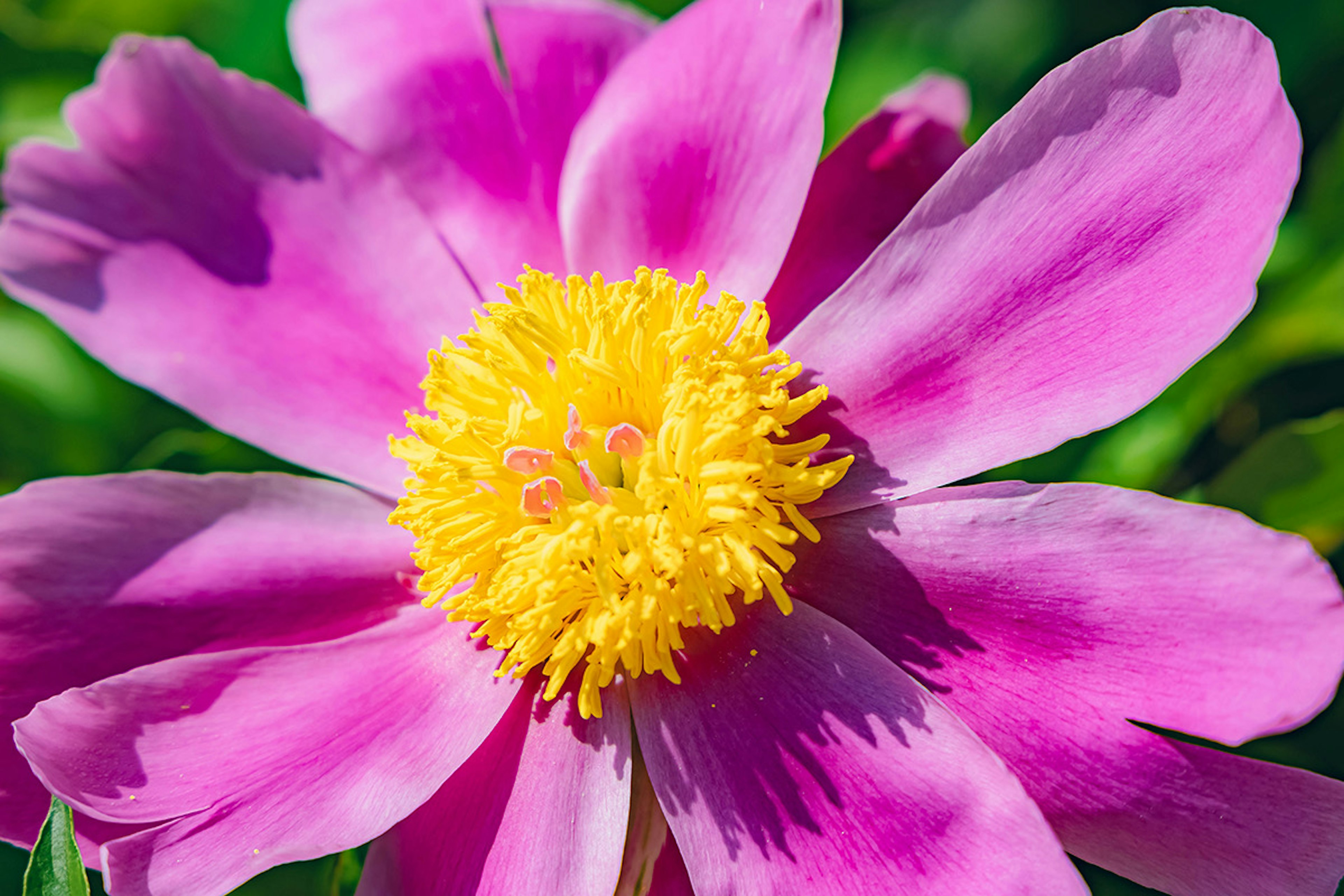 Gros plan d'une fleur rose vive avec un centre jaune