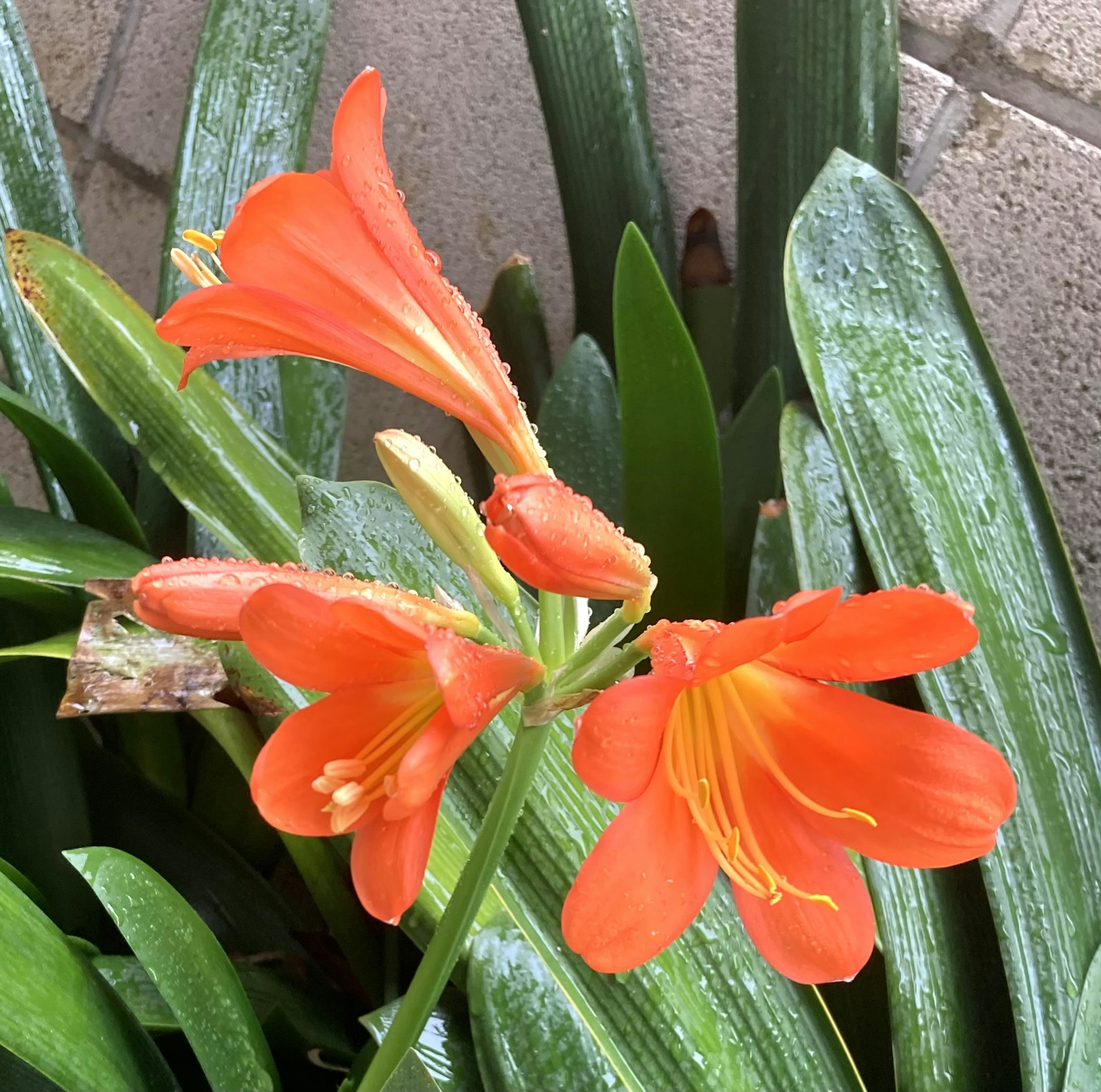 鮮やかなオレンジ色の花と緑の葉が特徴の植物