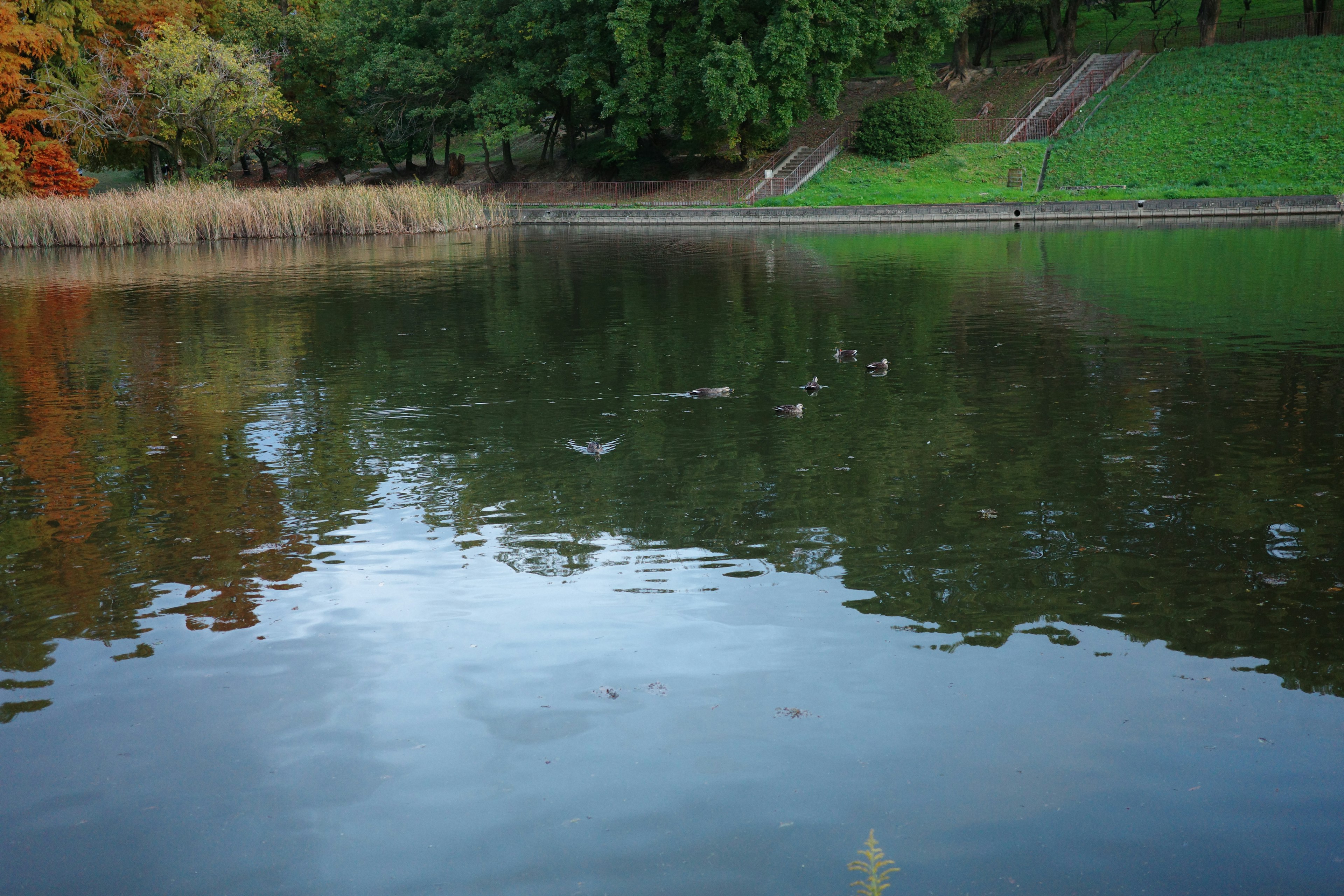 Enten schwimmen in einem ruhigen Parksee umgeben von grünen Bäumen