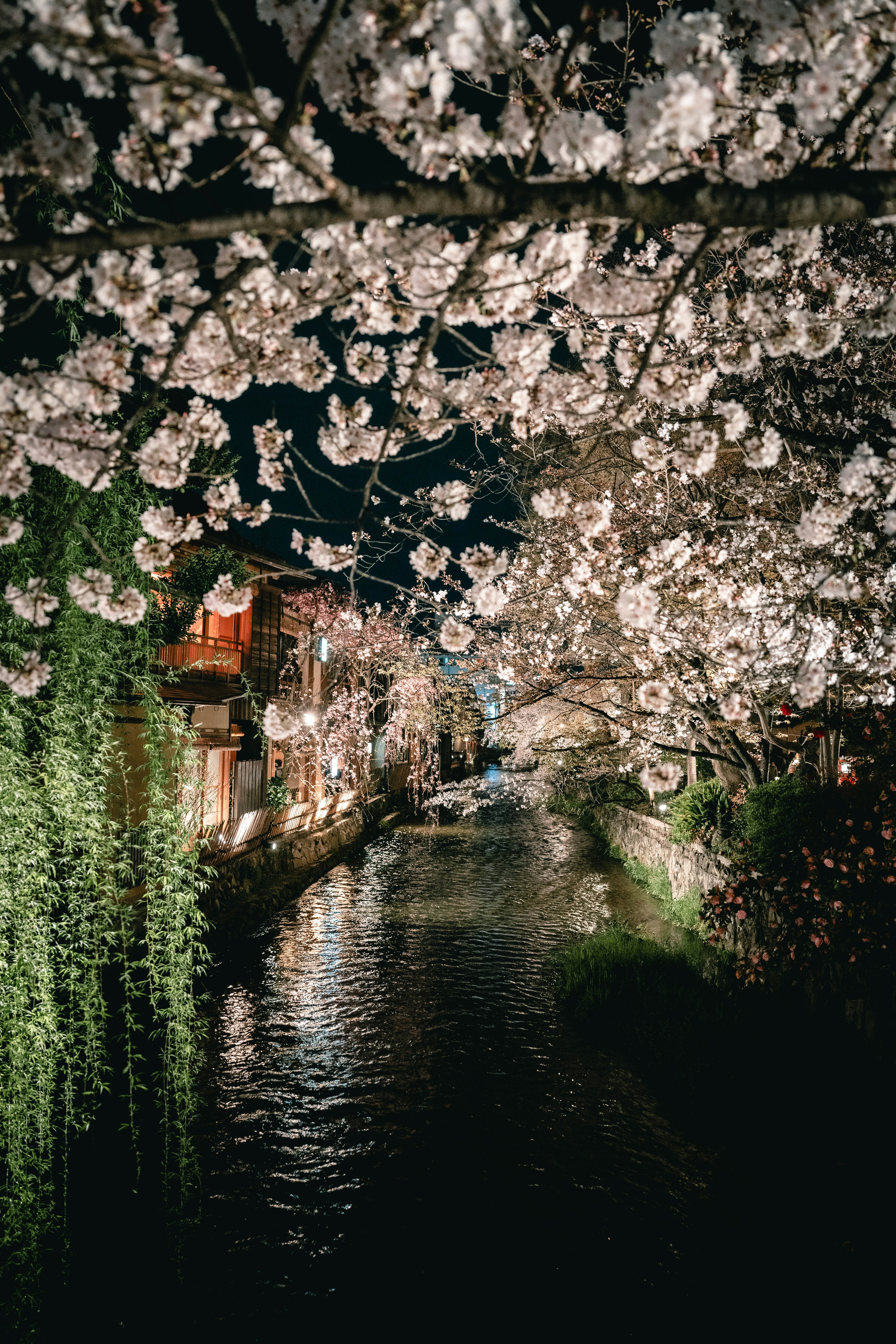 Night scene of cherry blossoms along a river with illuminated houses