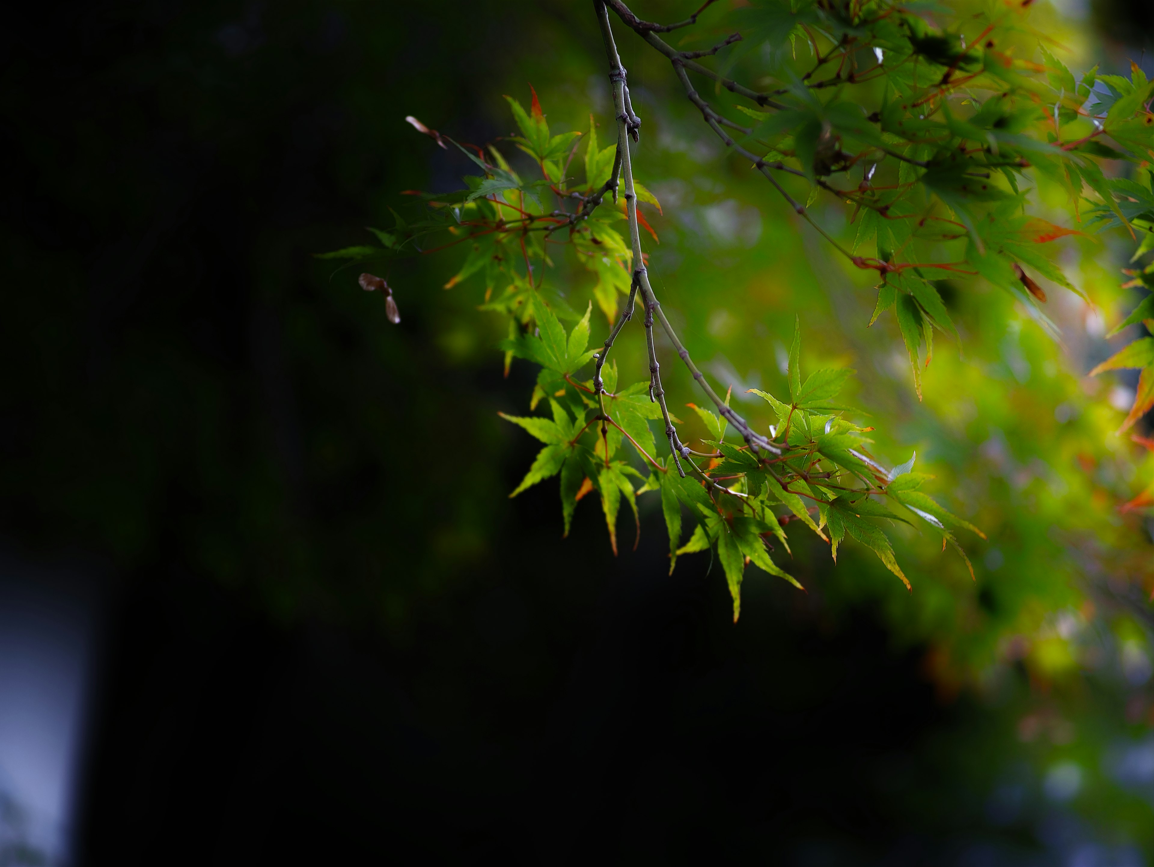 特写树枝上生机勃勃的绿色叶子，背景模糊