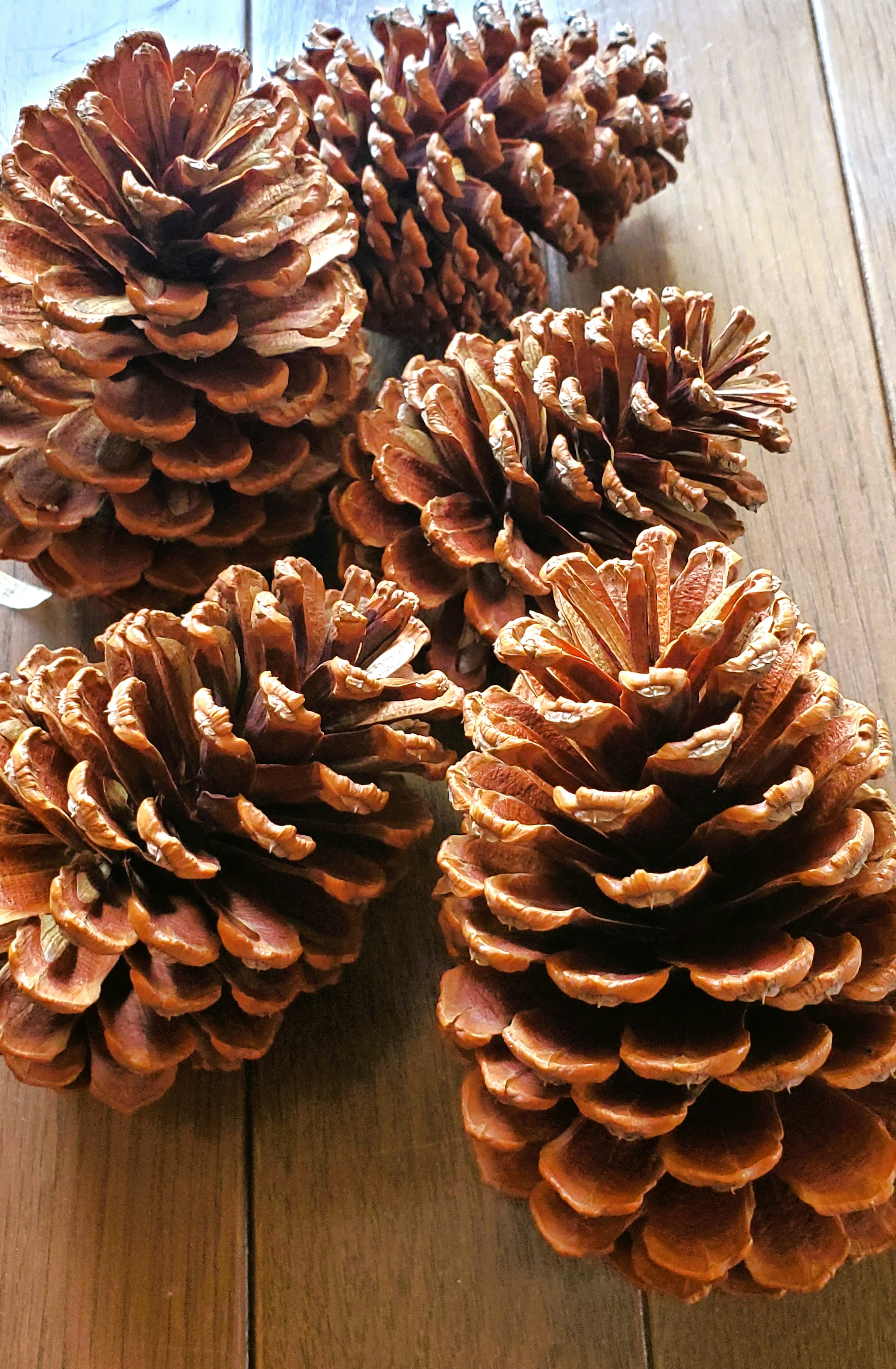 Pinecones arranged on a wooden surface showcasing natural beauty