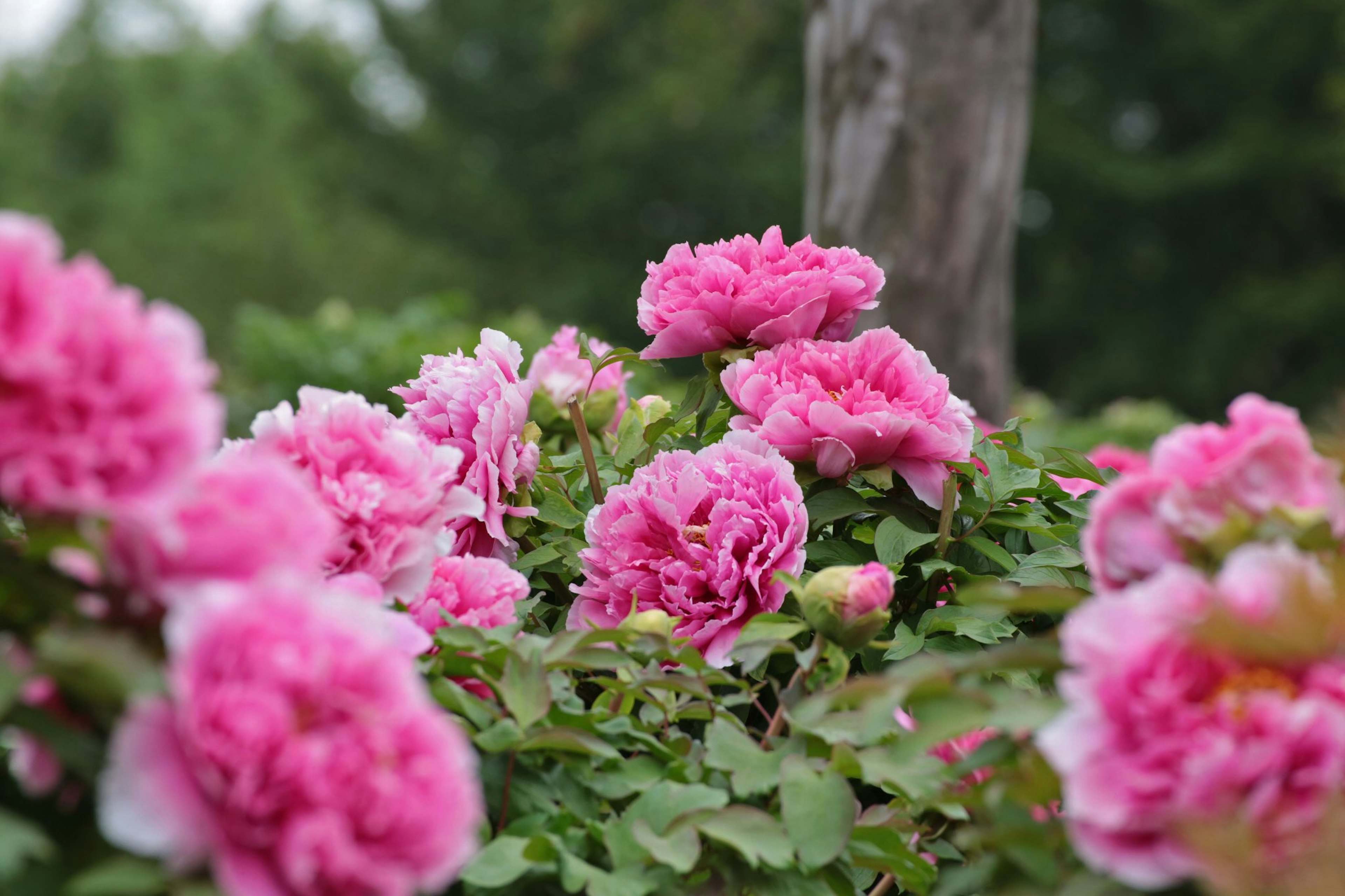 鮮やかなピンクの花が咲くバラの茂みと緑の背景