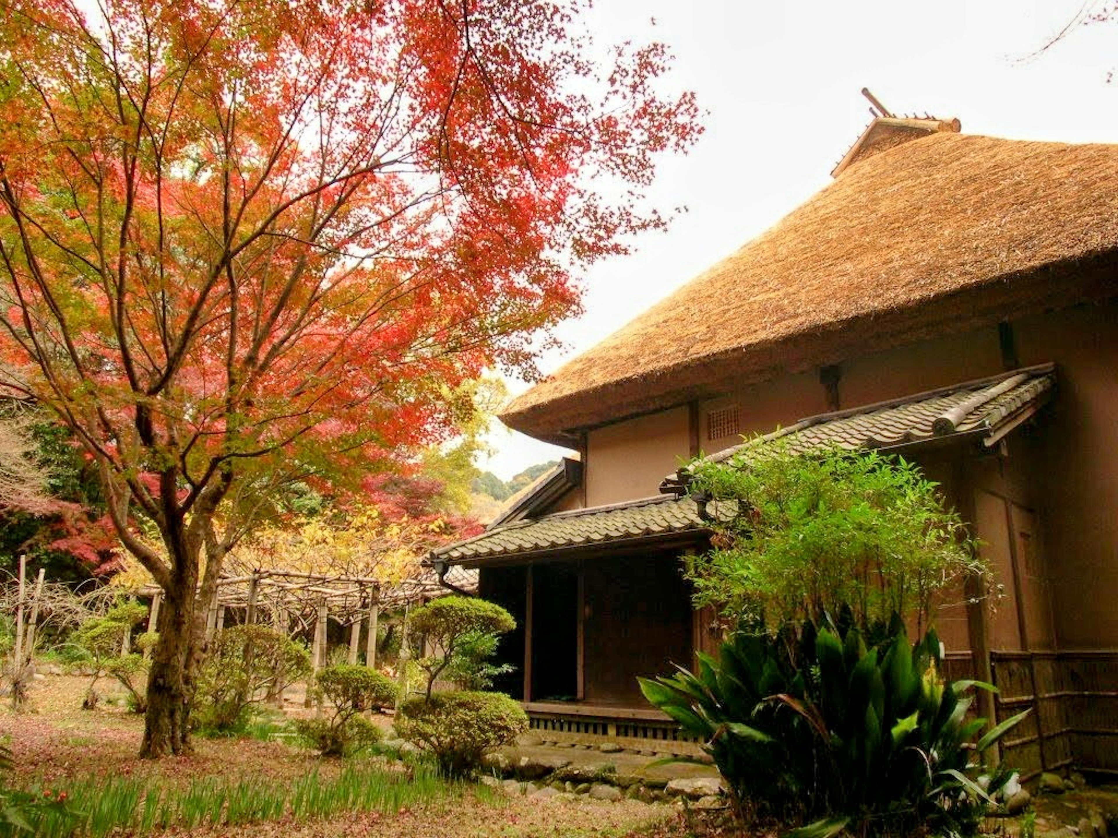 Pemandangan indah dengan rumah tradisional Jepang dan pohon berdaun merah