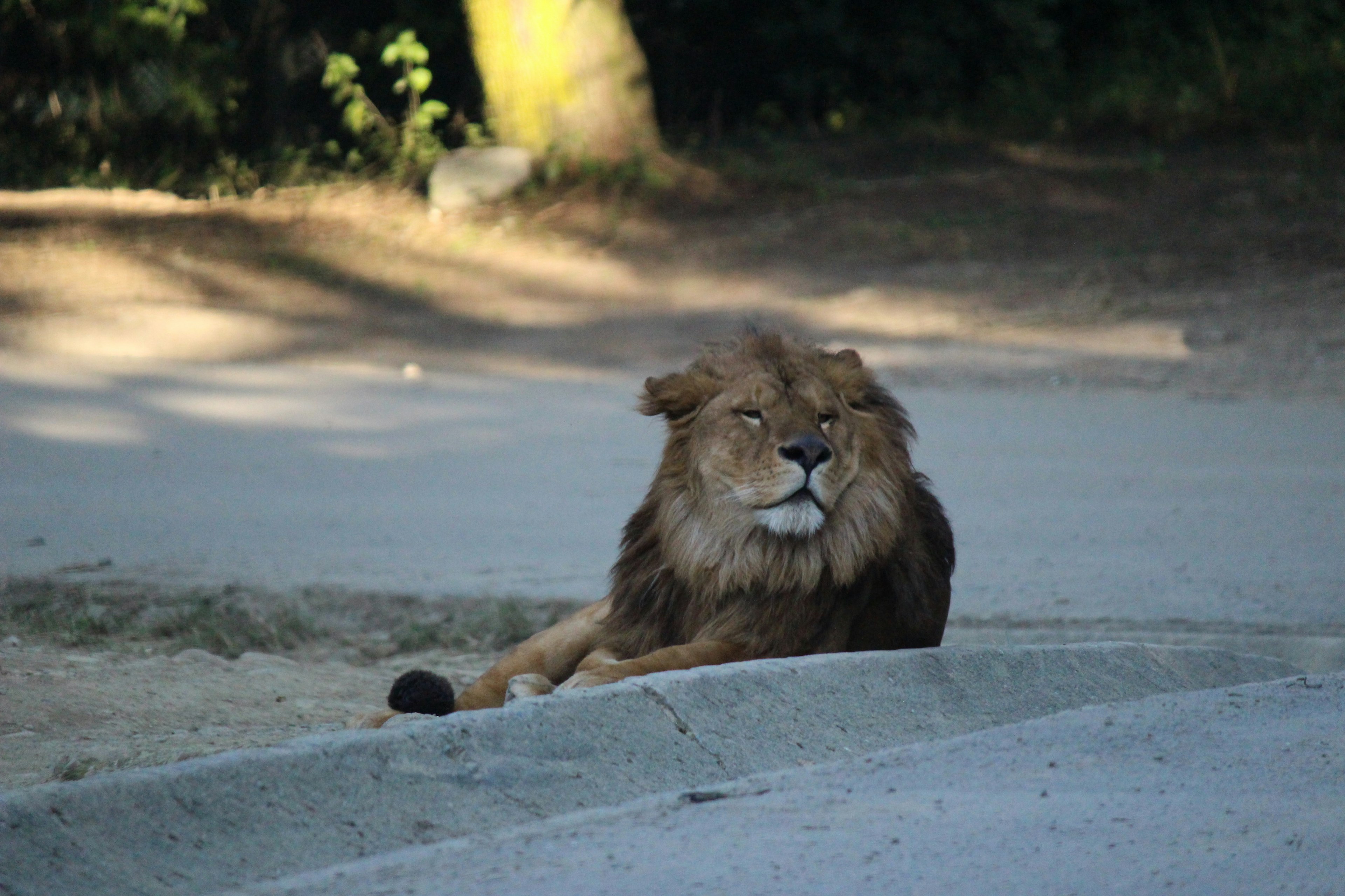 A lion lying by the roadside in a natural setting