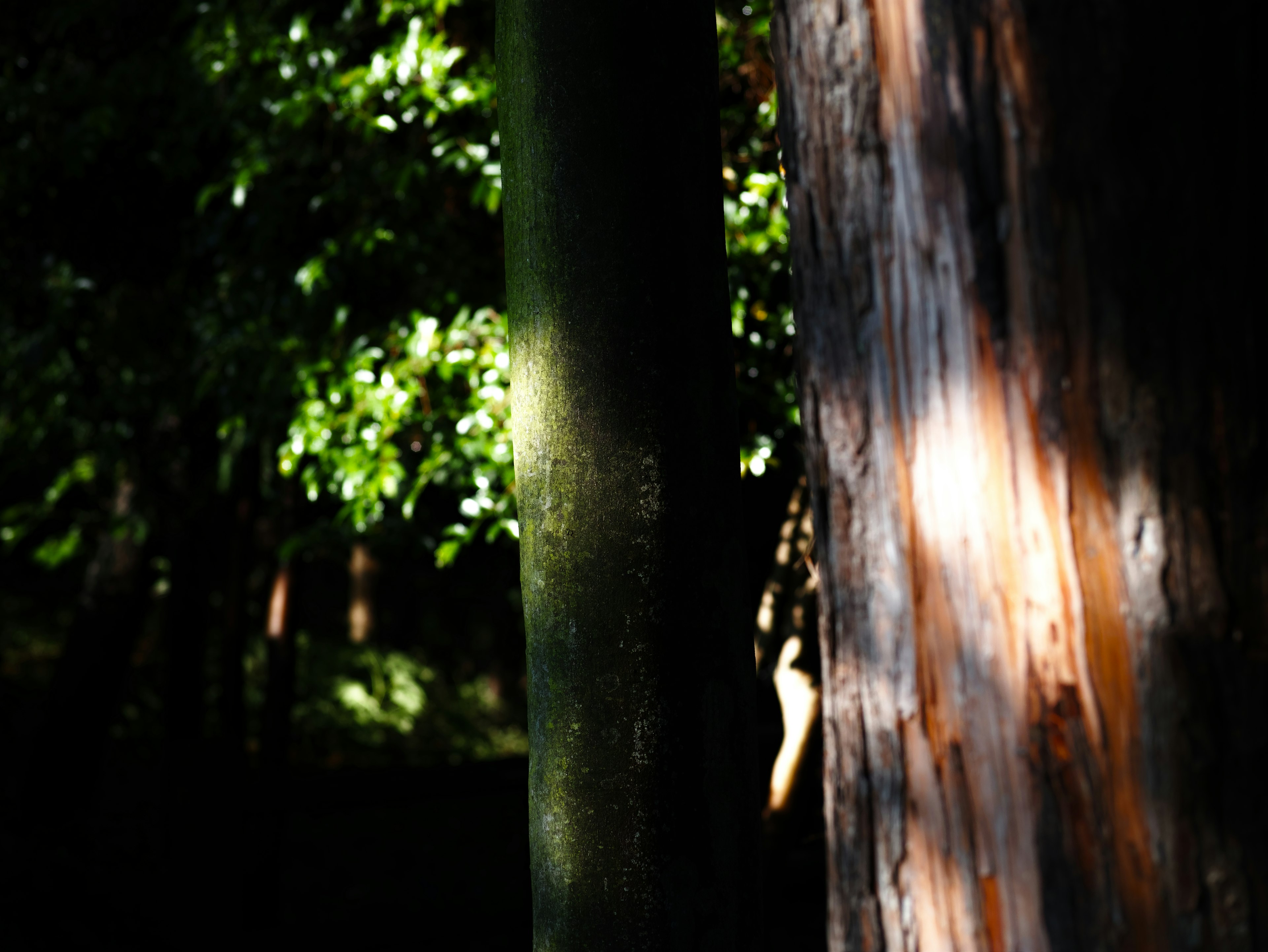 Forest scene with sunlight on tree trunks and green leaves