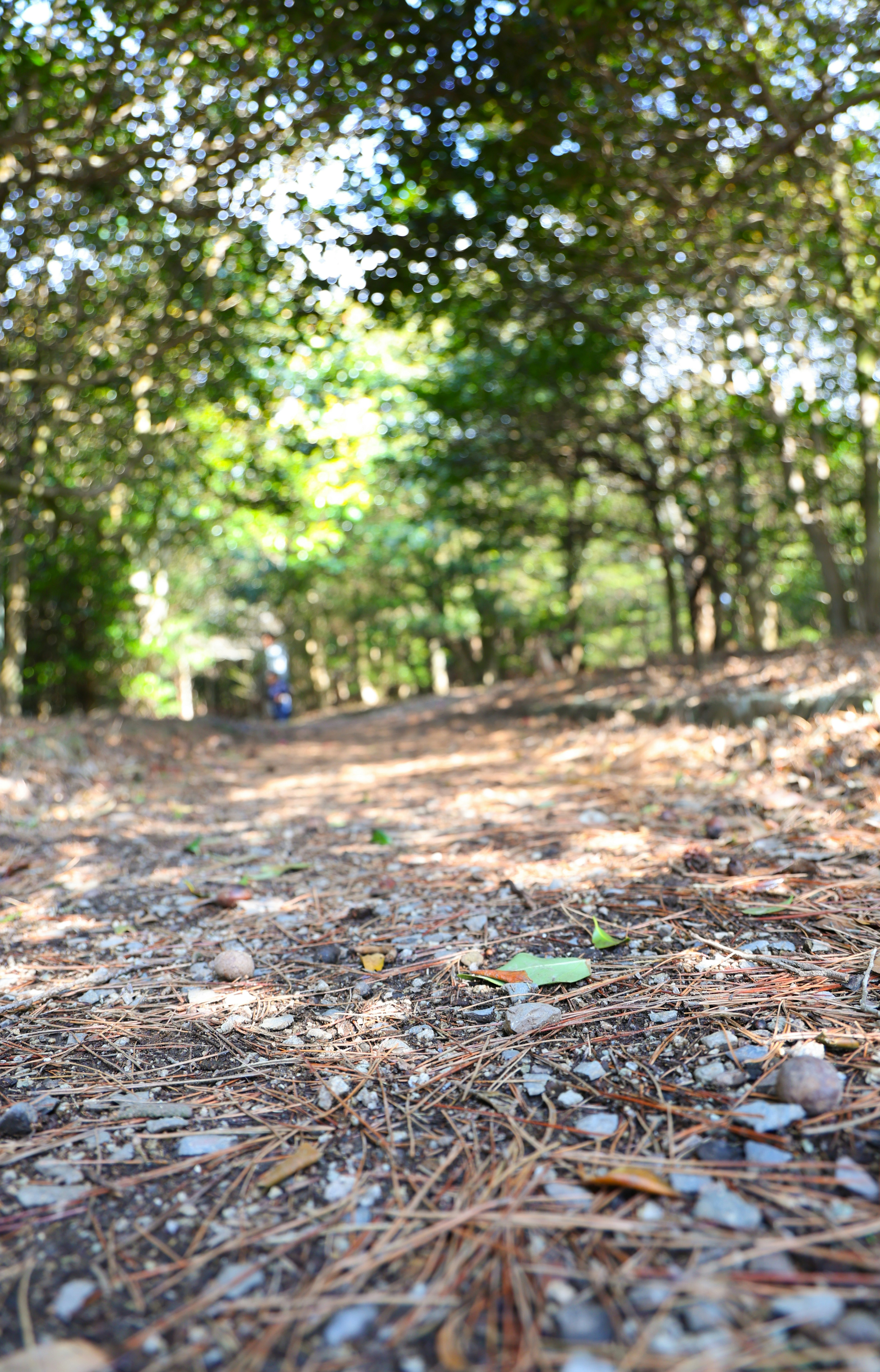 Weg in einem Wald mit gefallenen Kiefernnadeln und Kieselsteinen