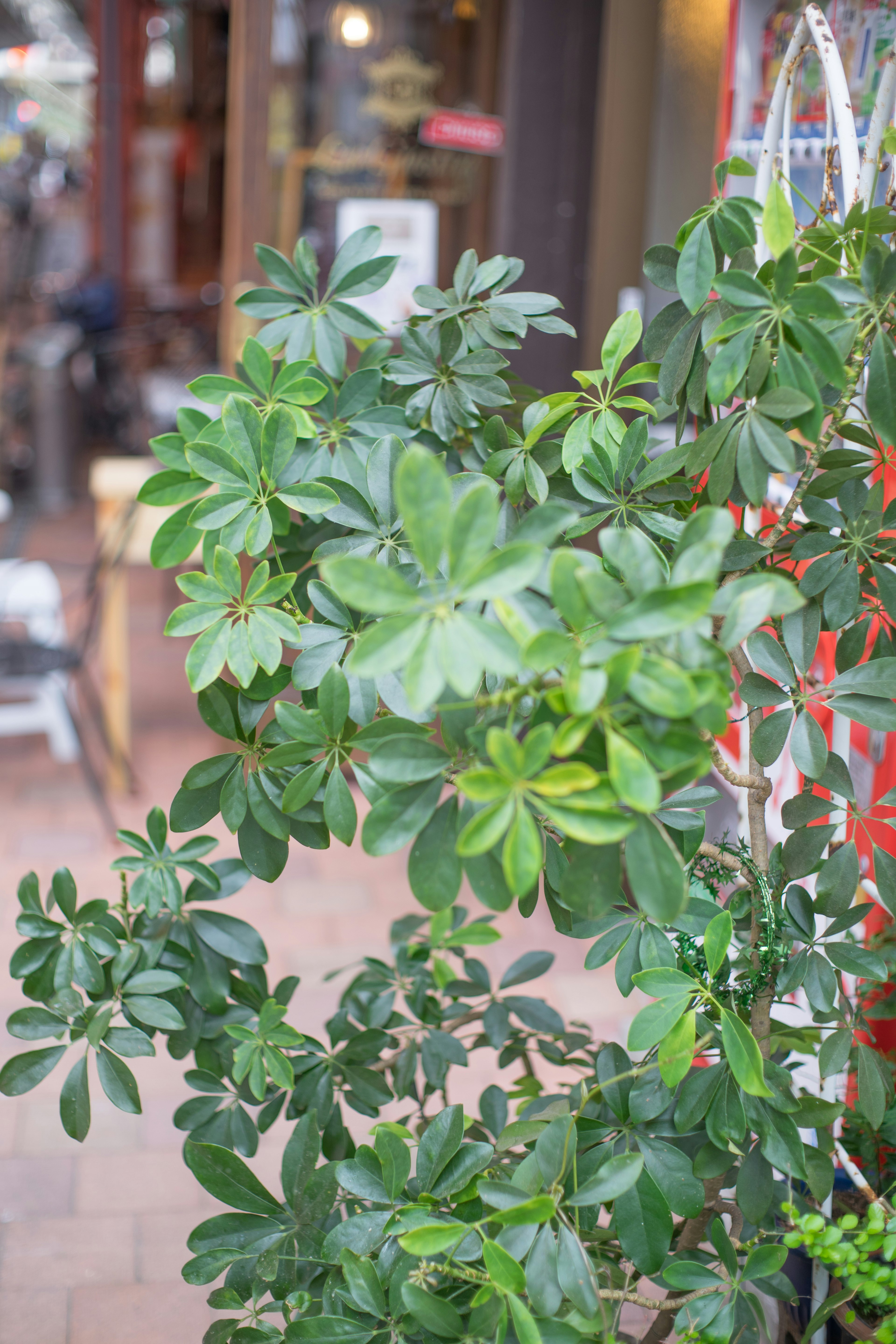 Una pianta verde lussureggiante con foglie lucide in un contesto urbano