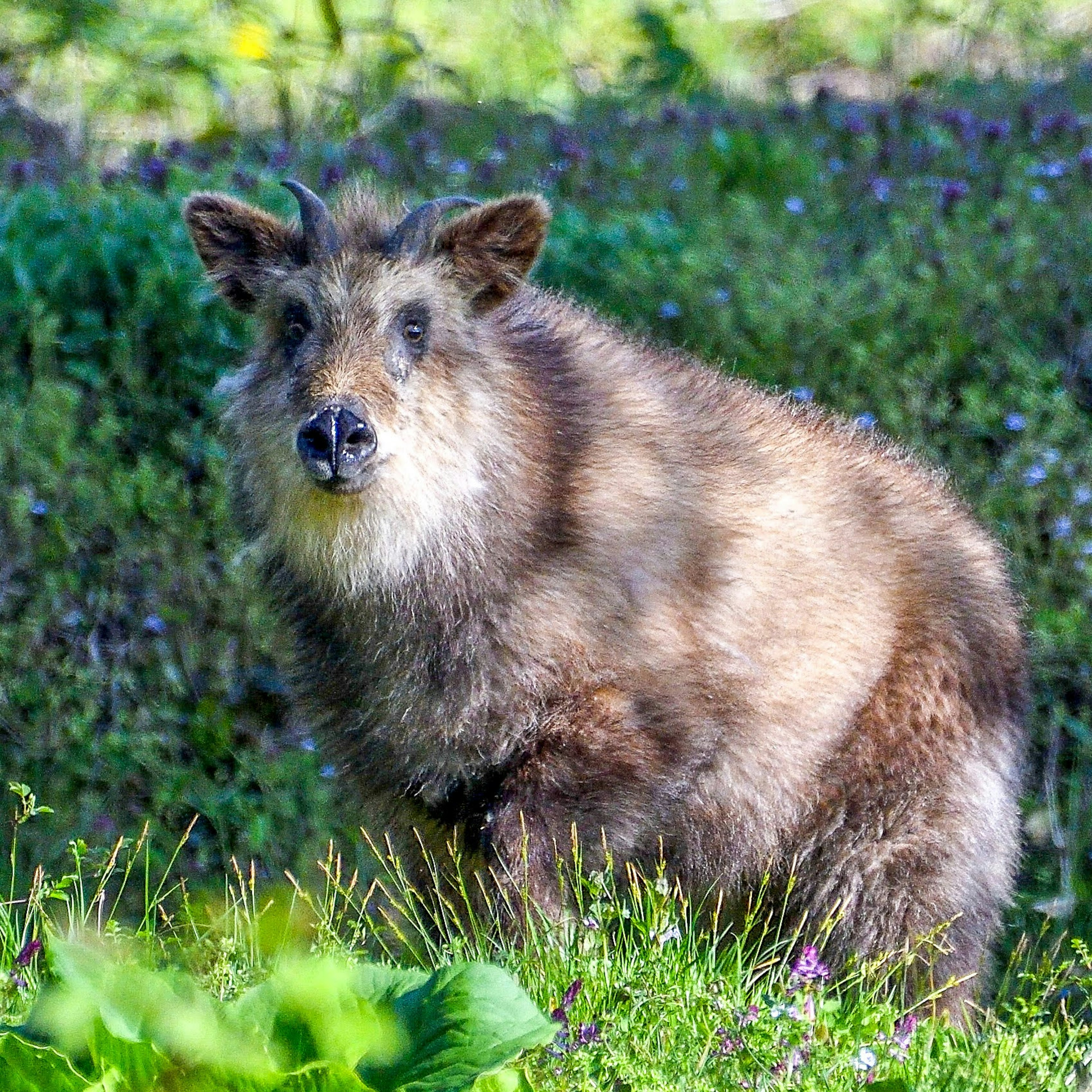 A small fluffy animal standing in green grass