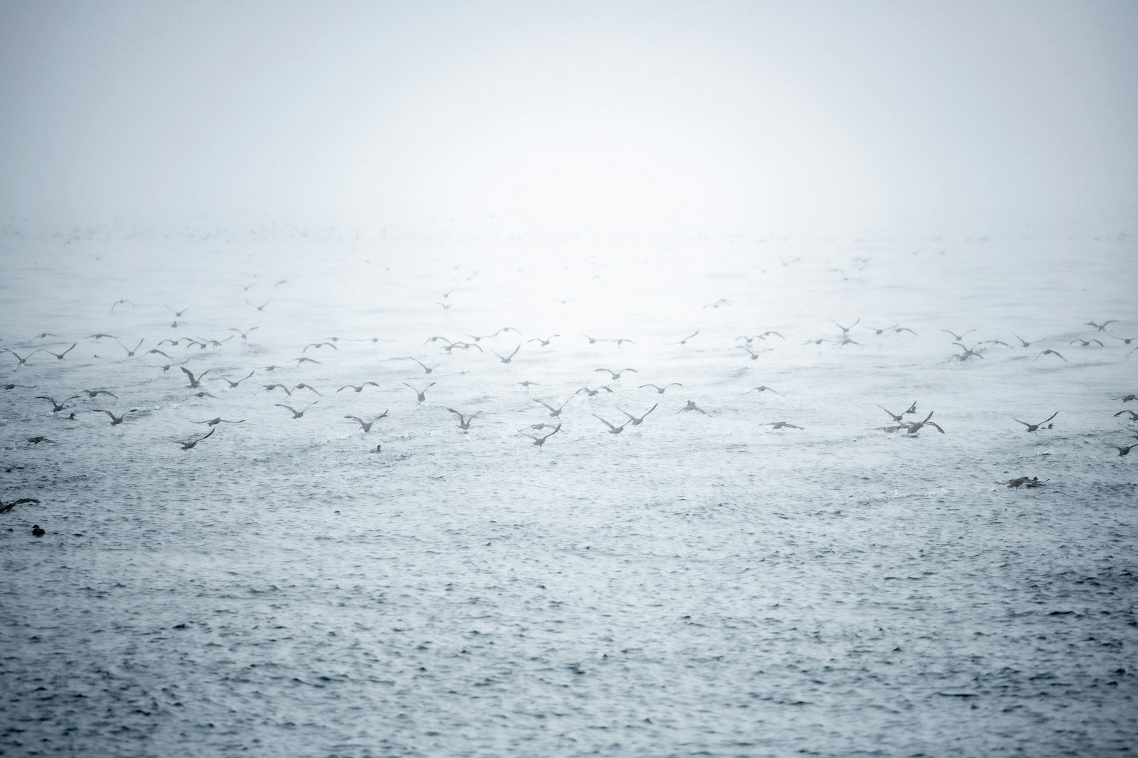 Banda de aves volando sobre un paisaje nevado envuelto en niebla