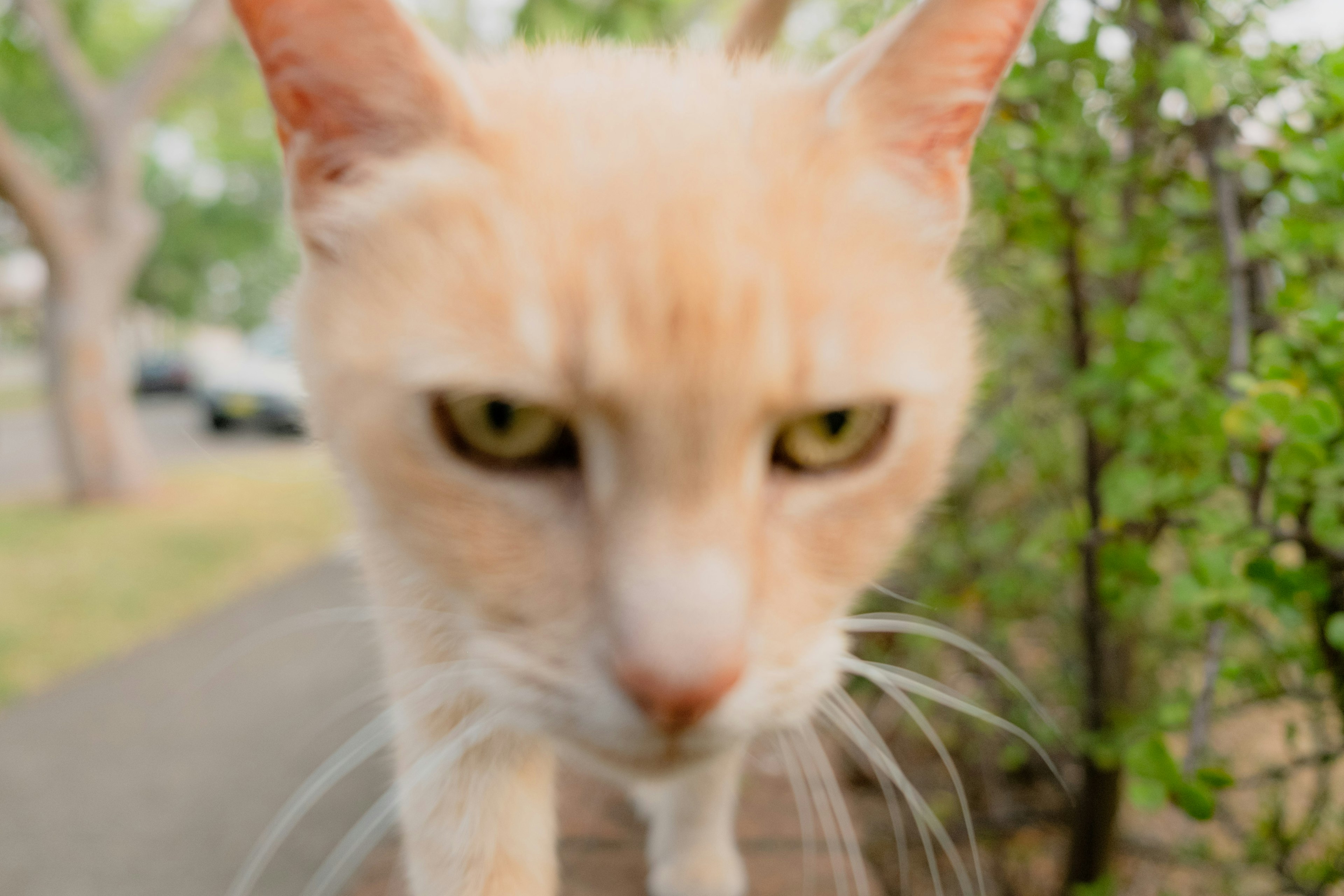 近寄ってきたオレンジ色の猫の顔が強調された画像