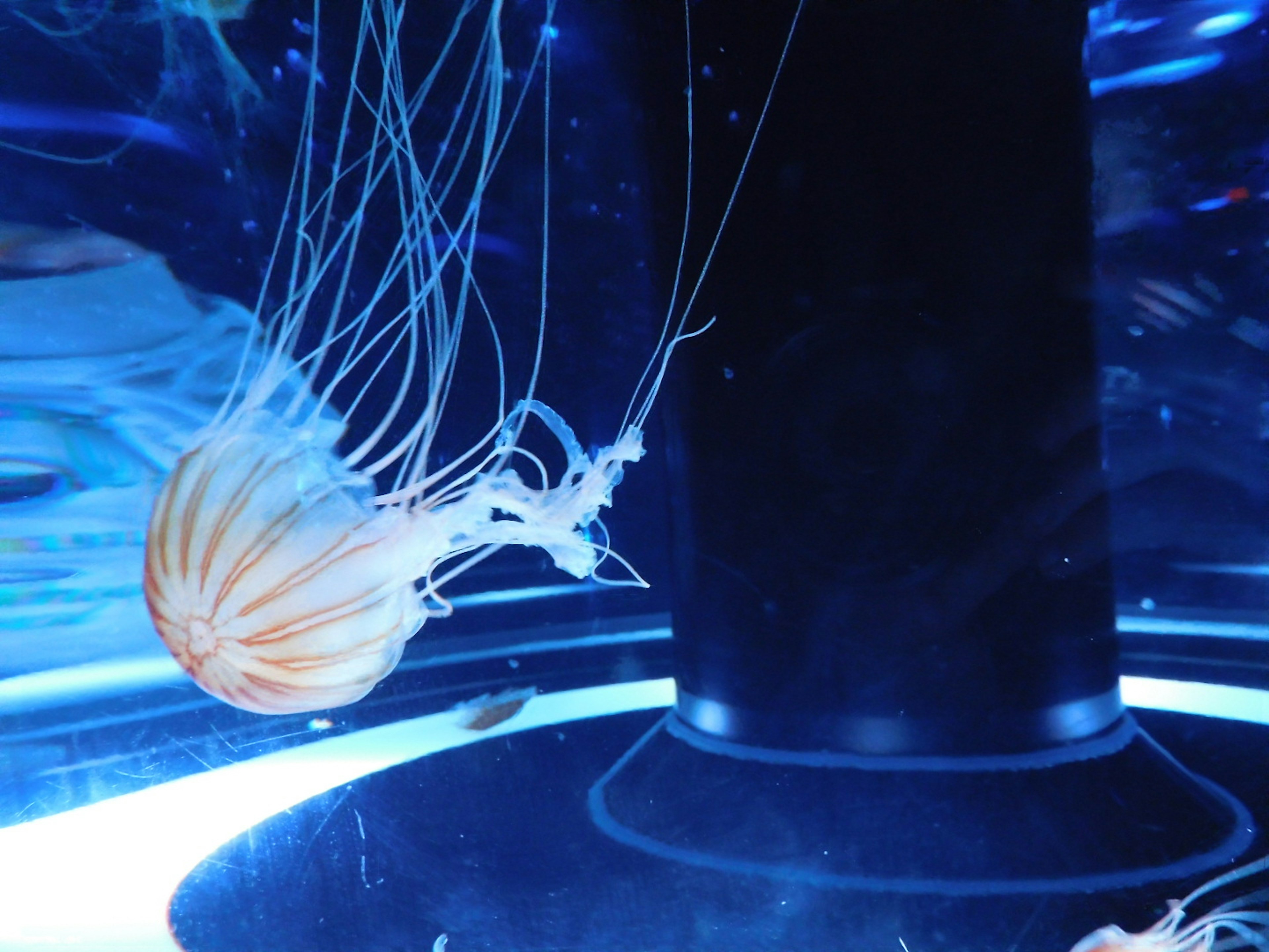 A beautiful jellyfish floating in a blue aquarium