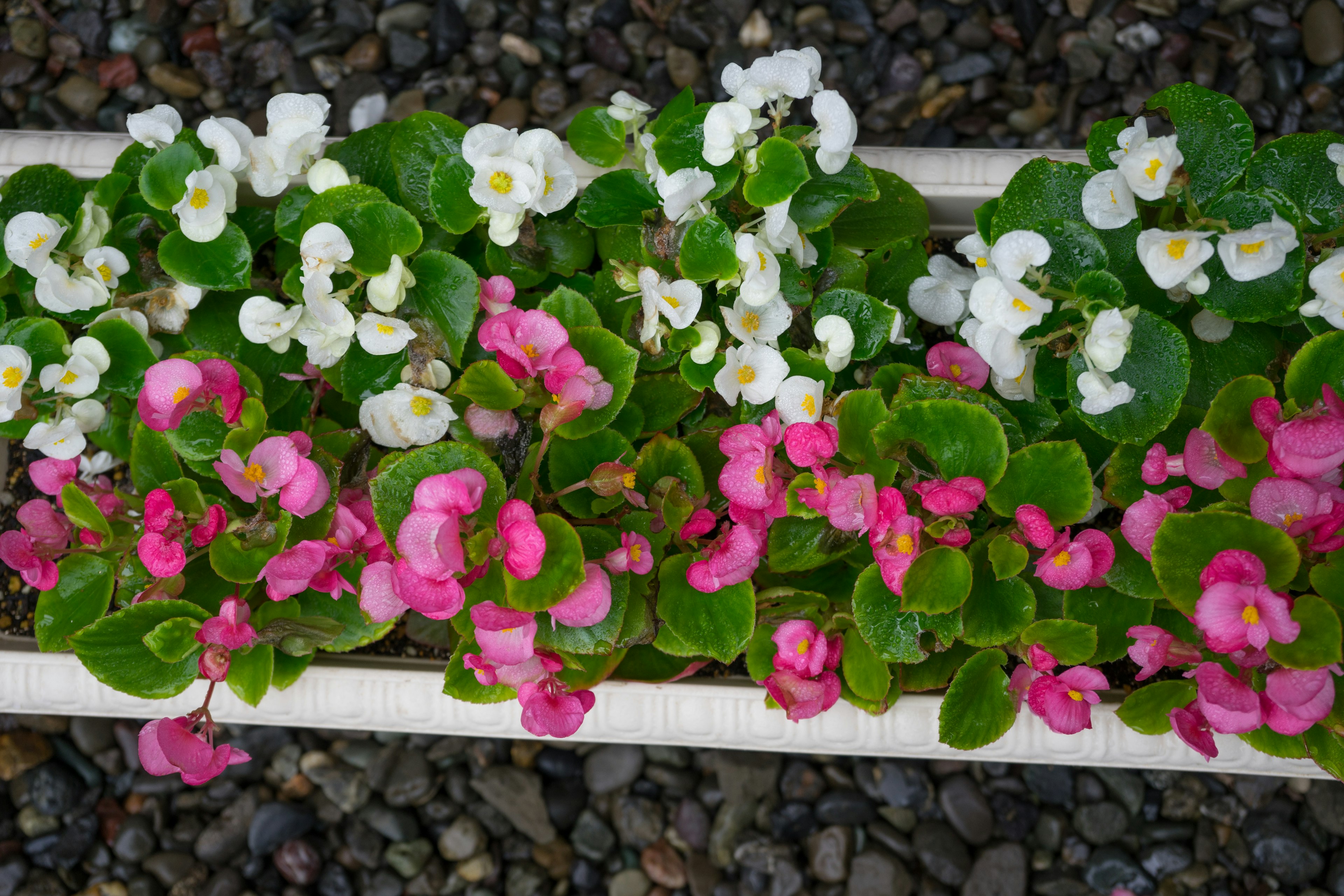 Draufsicht auf ein Blumenbeet mit rosa und weißen Begonien