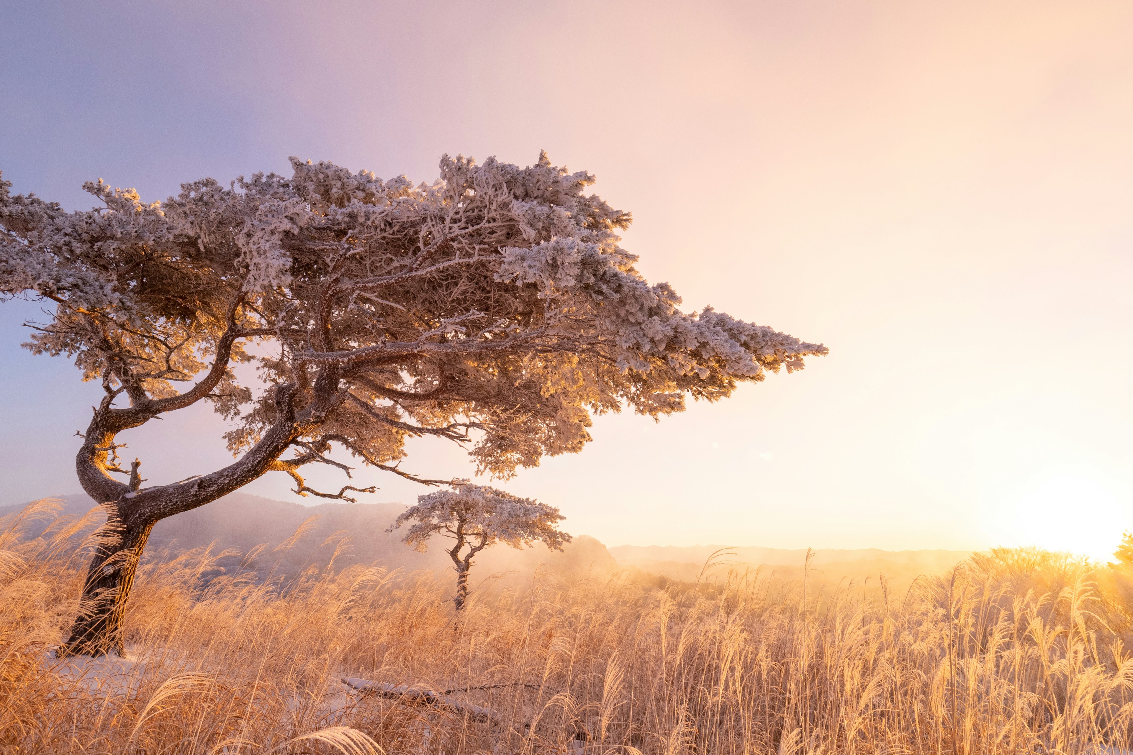 Frost-covered tree with golden grass landscape