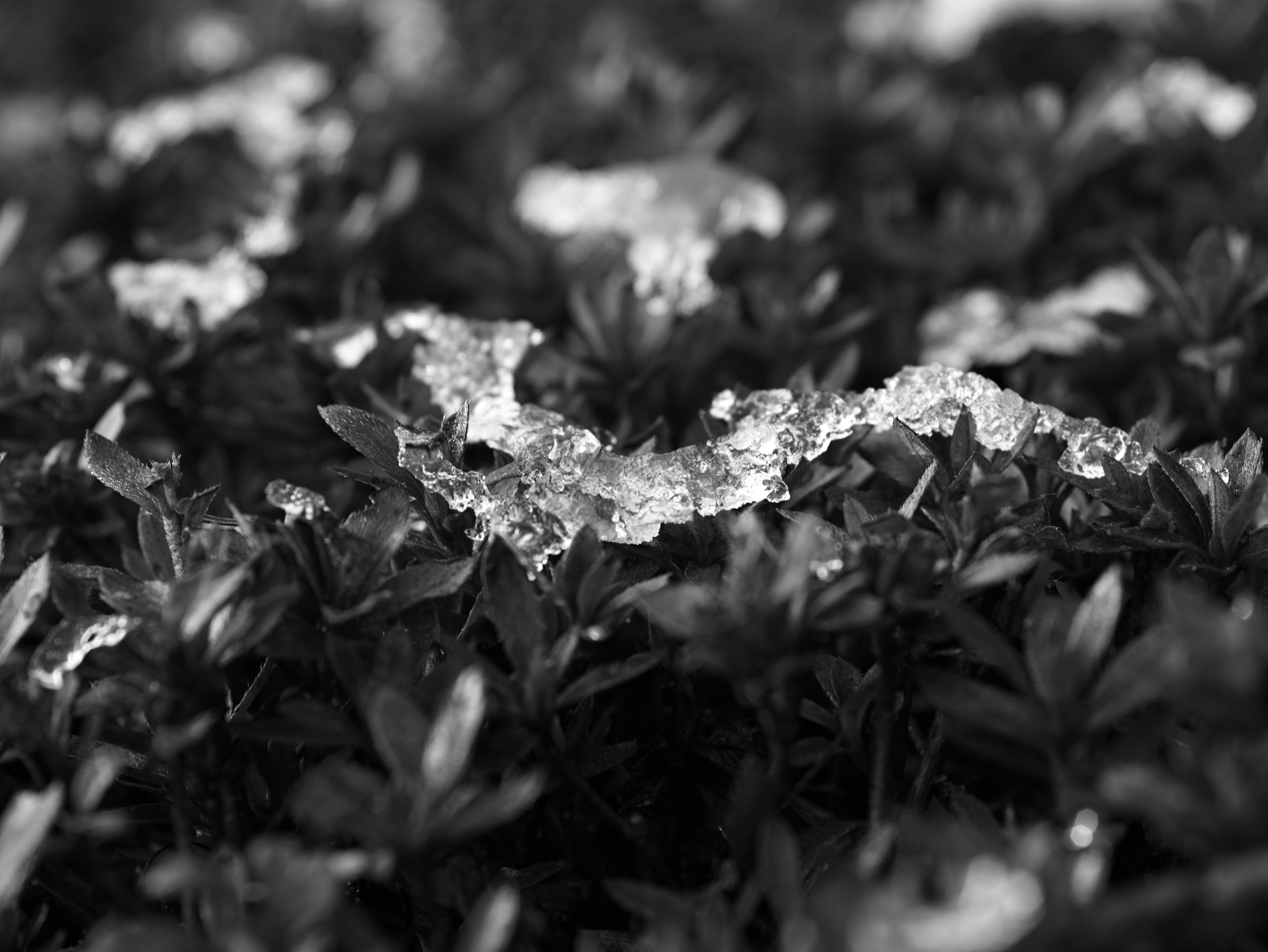 Primer plano de hojas verdes con una superficie texturizada resaltada en blanco y negro