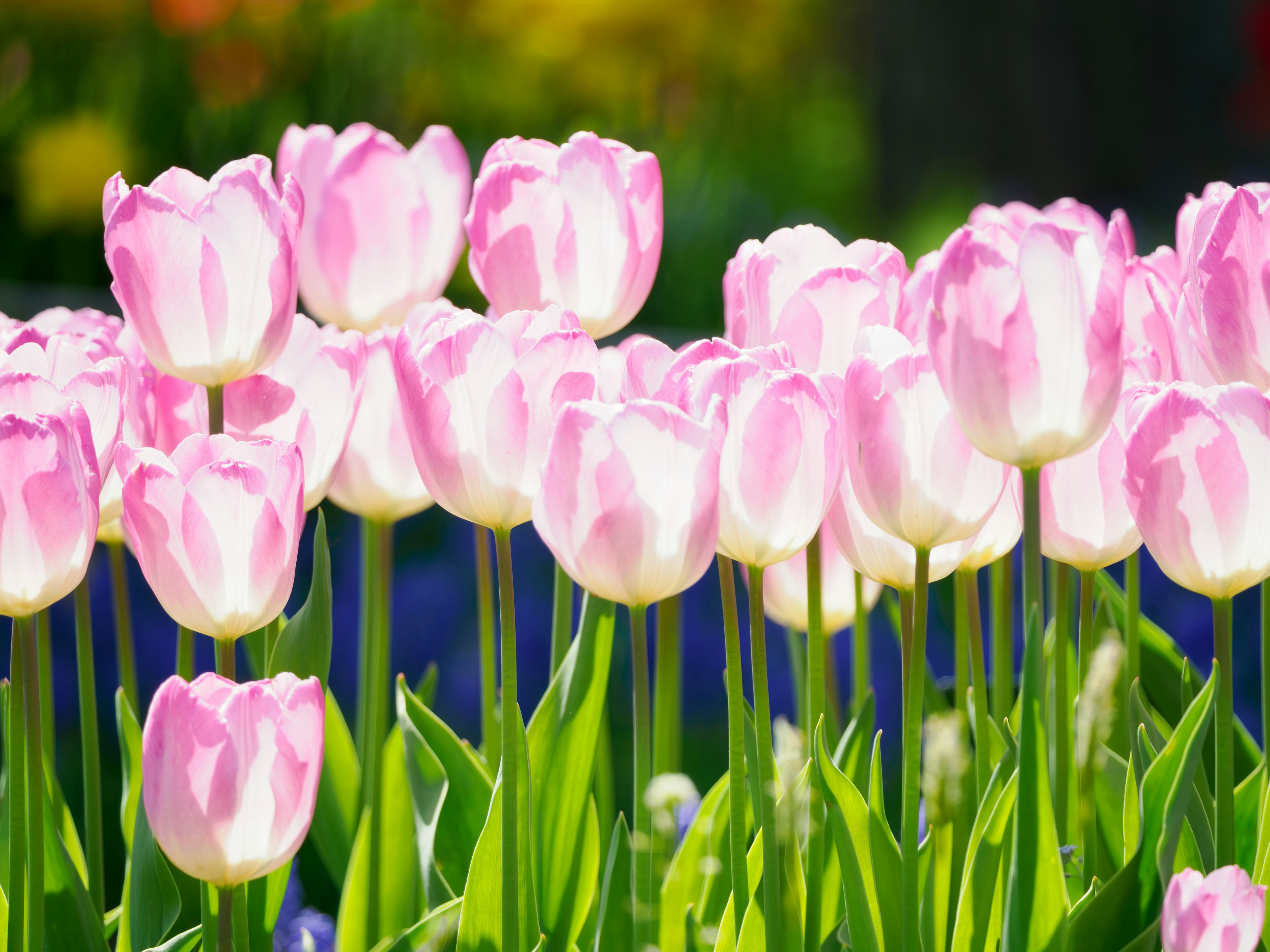 Feld mit rosa Tulpen, die im Sonnenlicht blühen