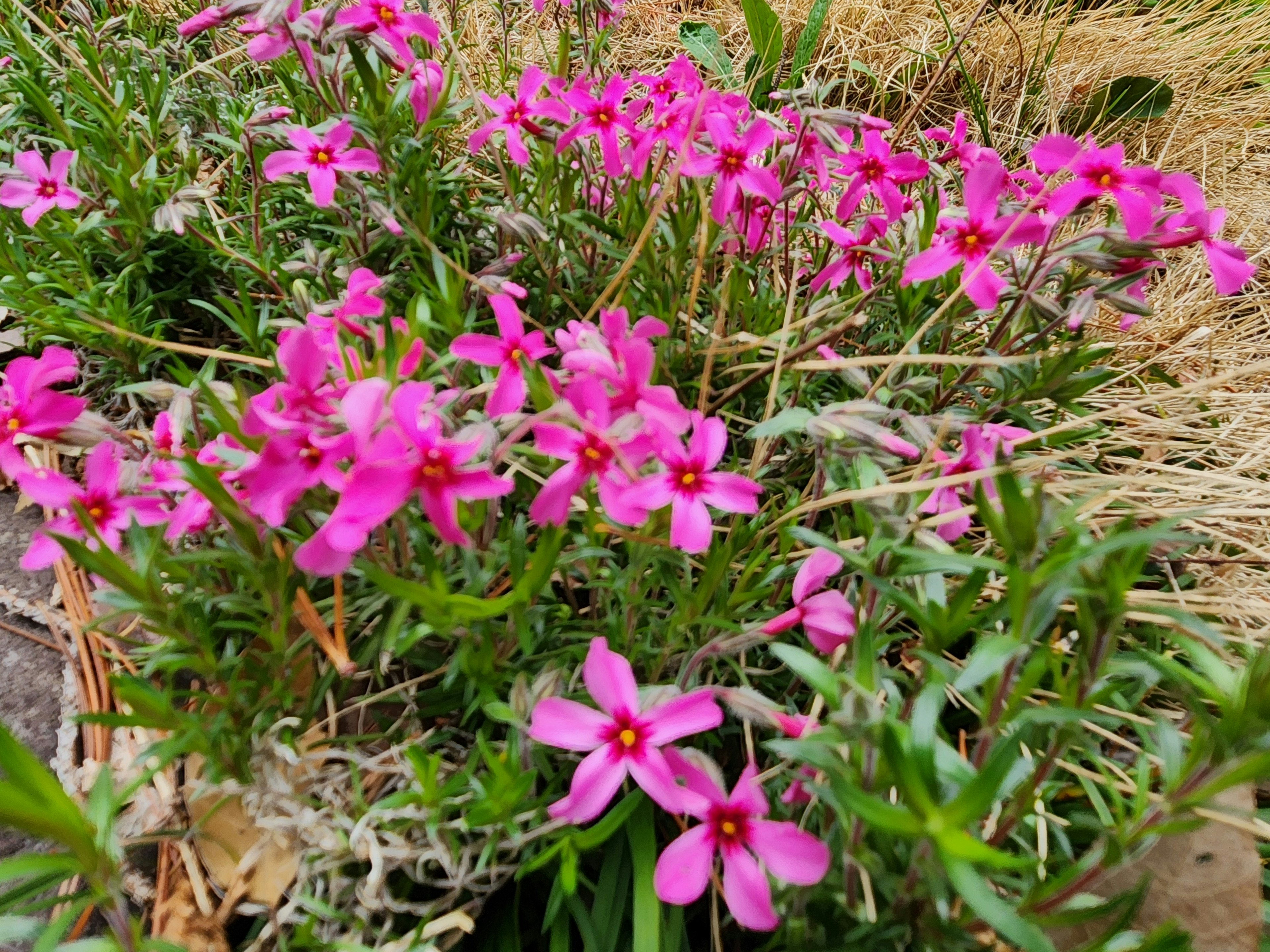 Bunga pink cerah mekar di antara dedaunan hijau