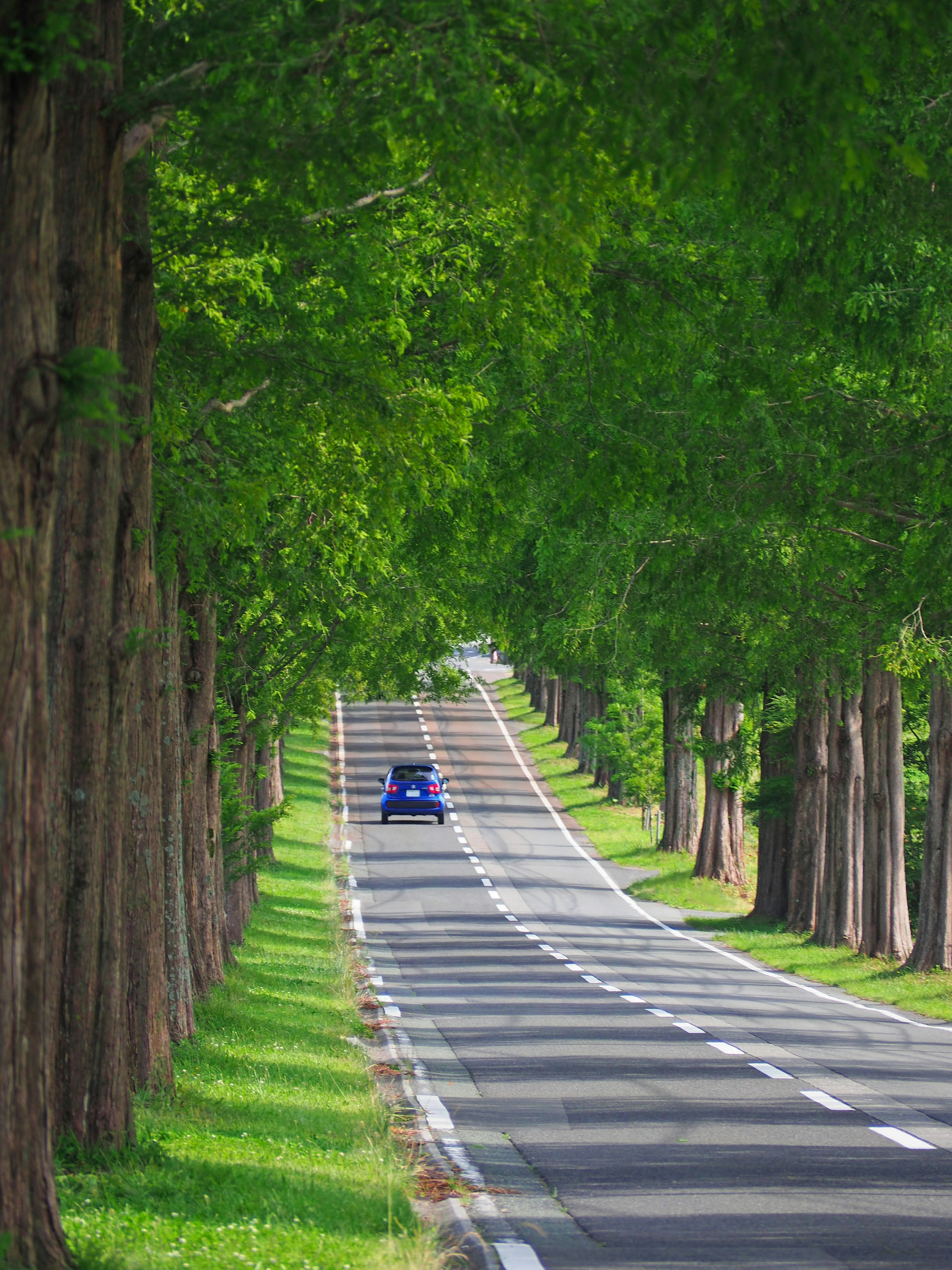 青い車が緑の木々に囲まれた道を走っている風景