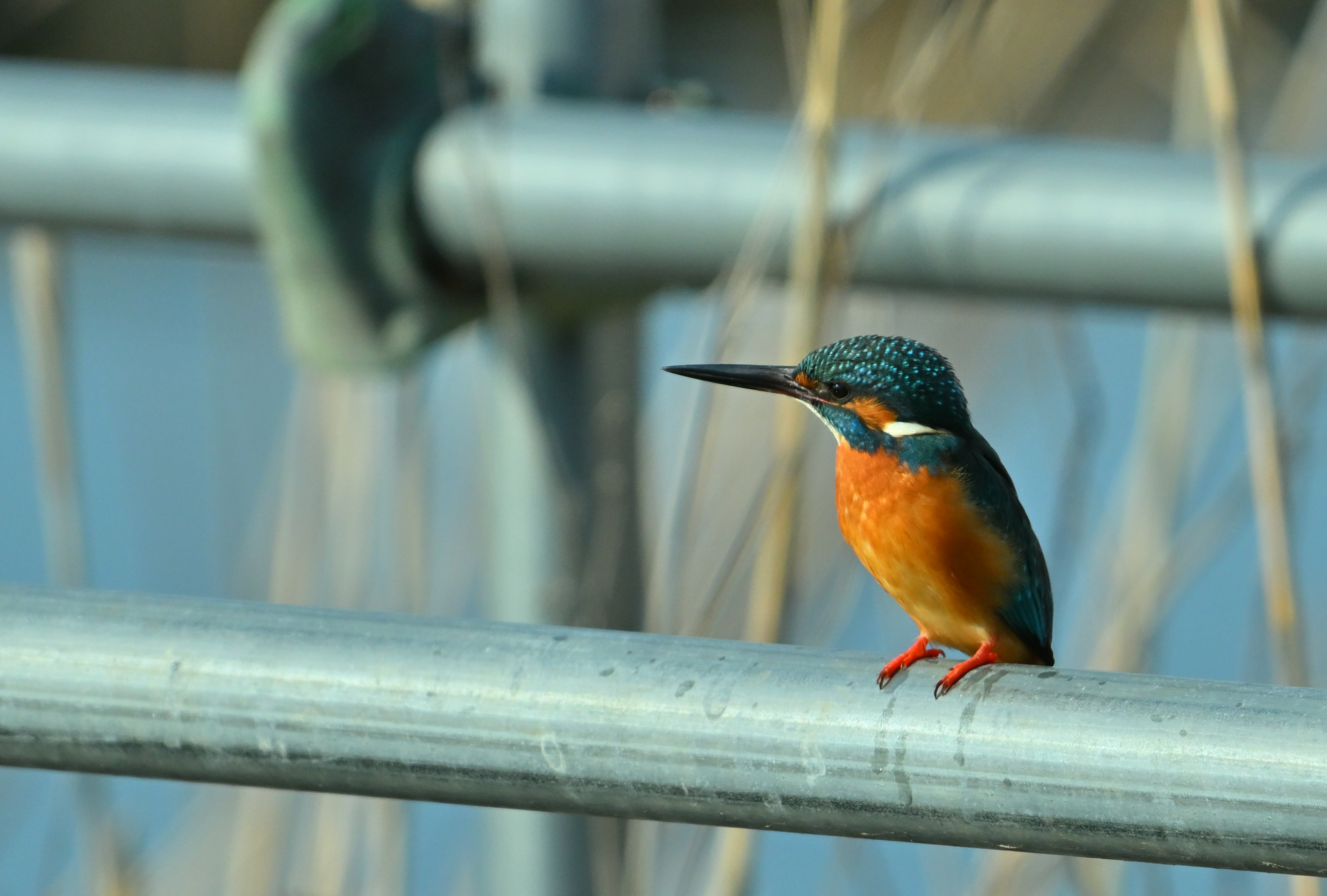 Un martin pescatore con testa blu e petto arancione appollaiato su una barra metallica