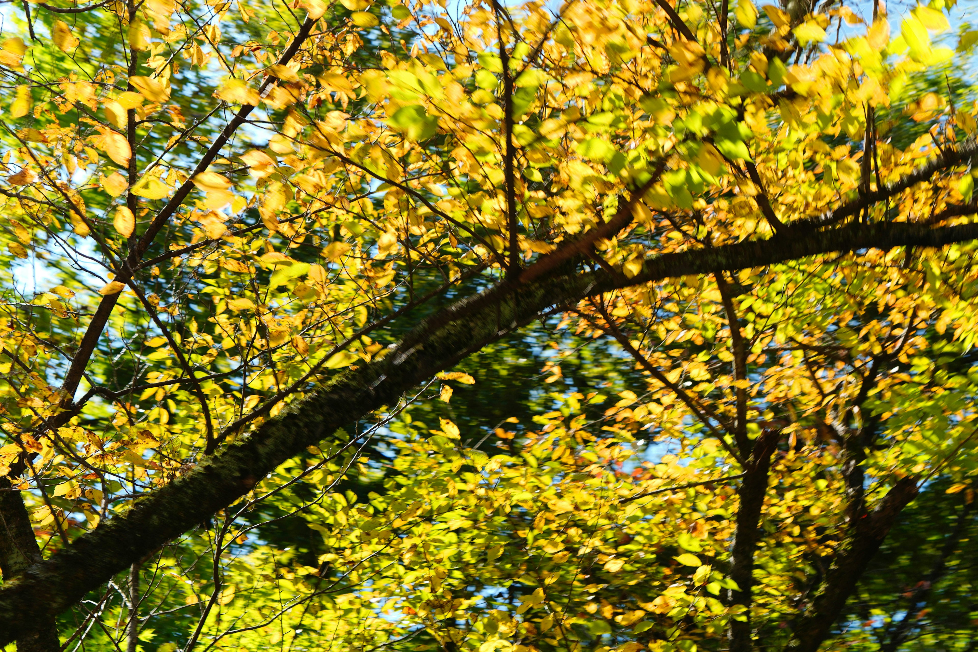 Close-up of tree branches with vibrant yellow leaves