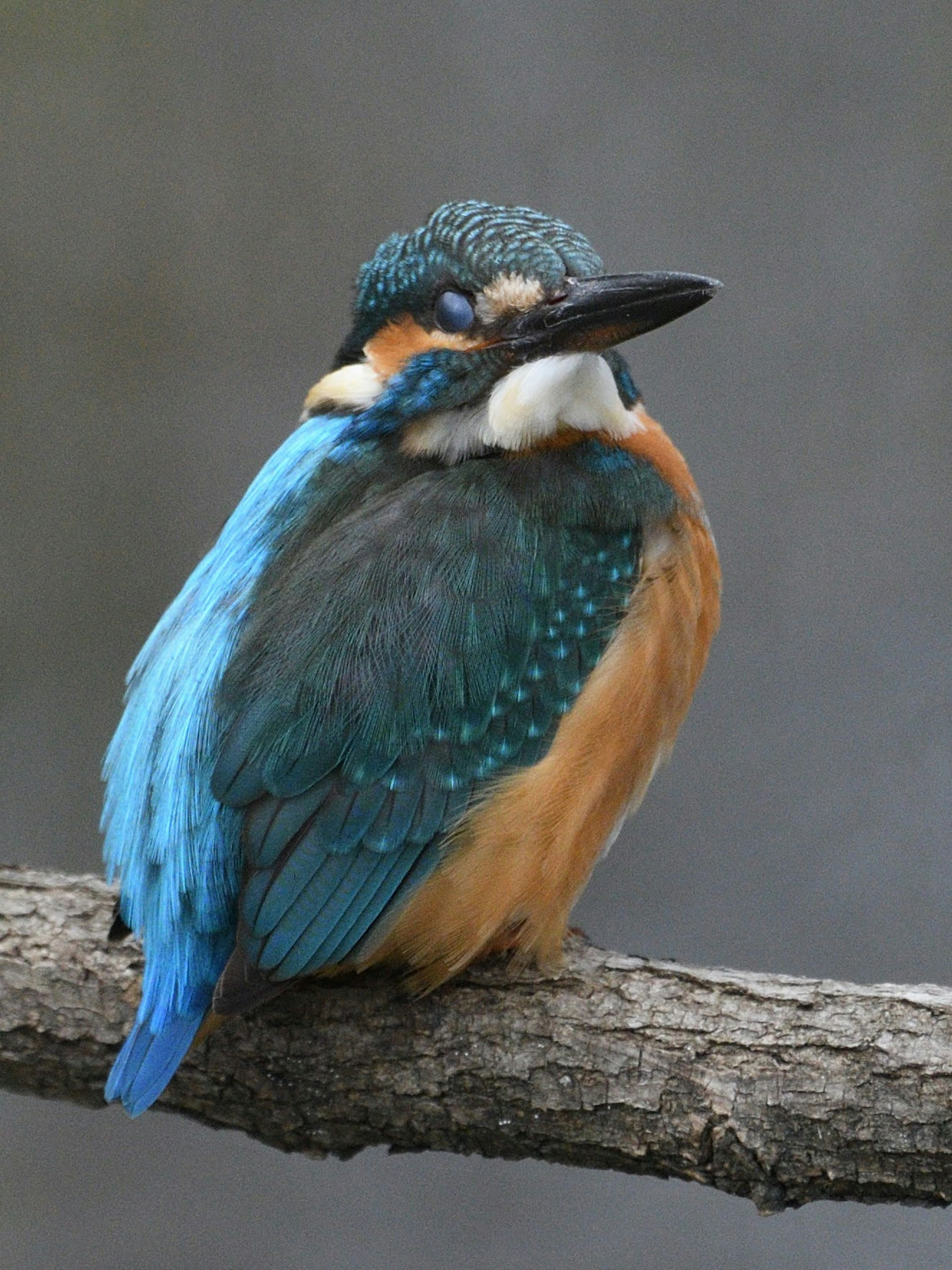 A kingfisher with blue feathers and an orange chest perched on a branch