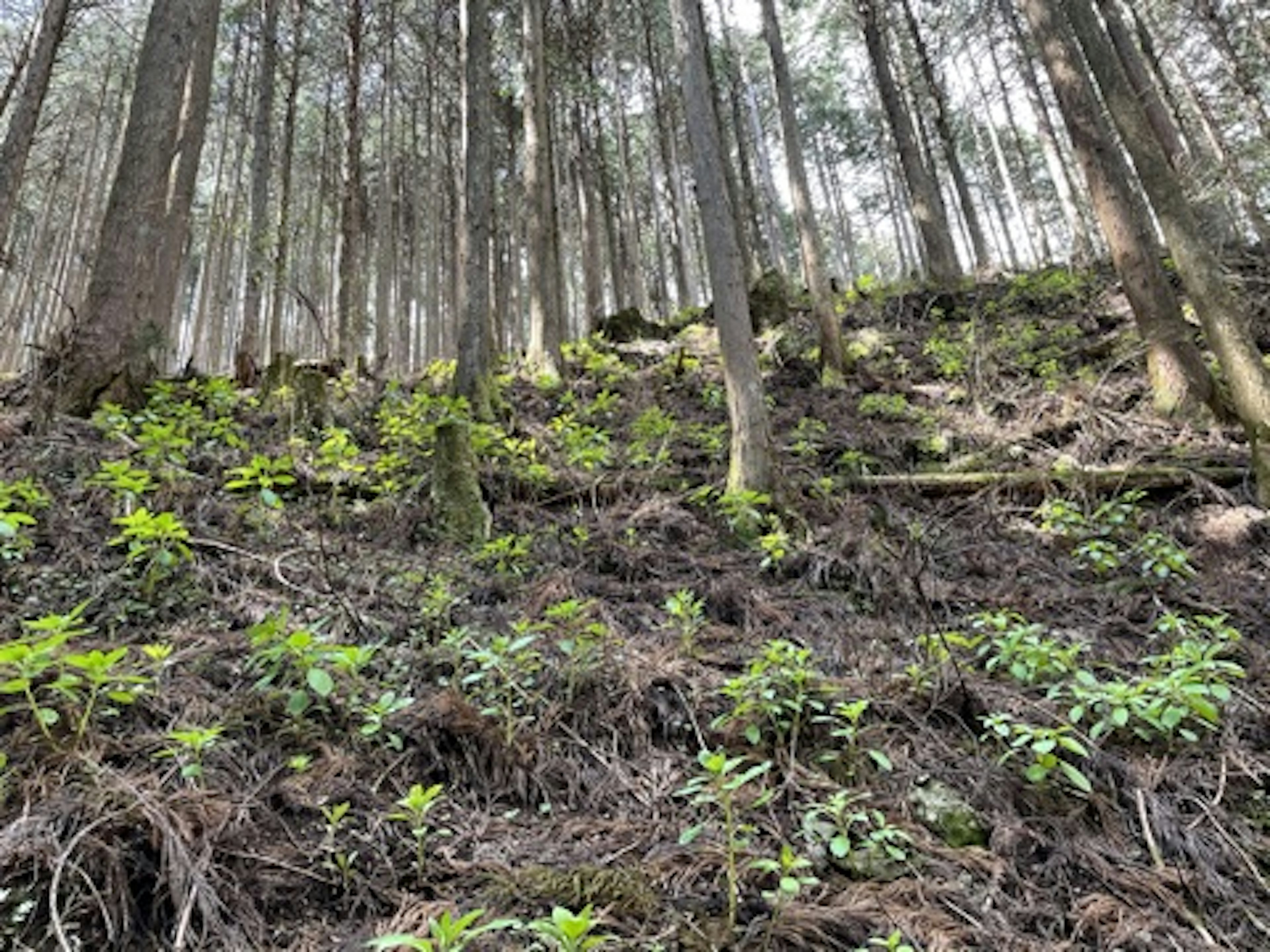 Image d'une pente forestière avec des plantes vertes luxuriantes