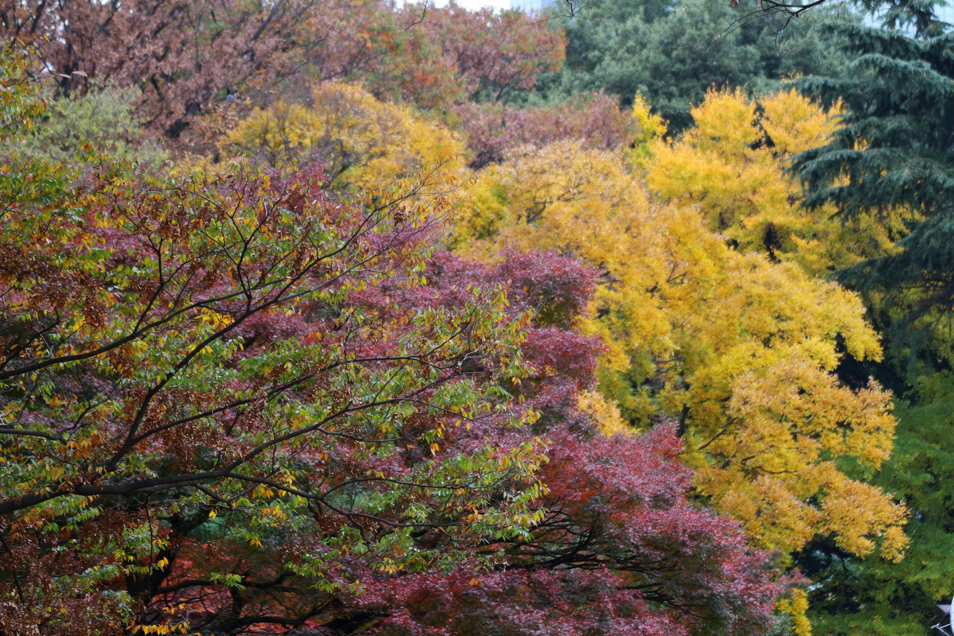 Árboles de otoño coloridos con follaje vibrante