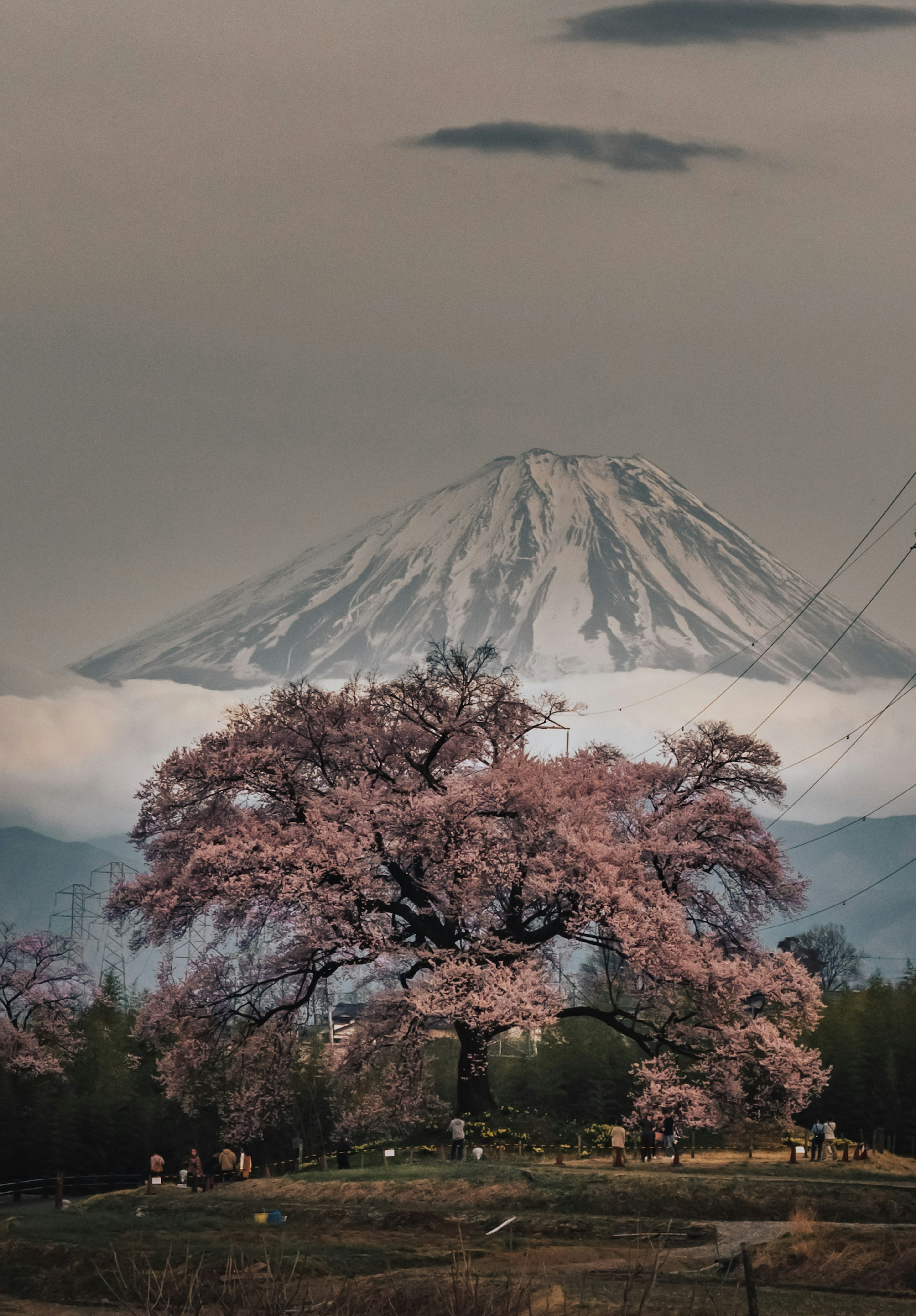 富士山と桜の木が描かれた美しい風景