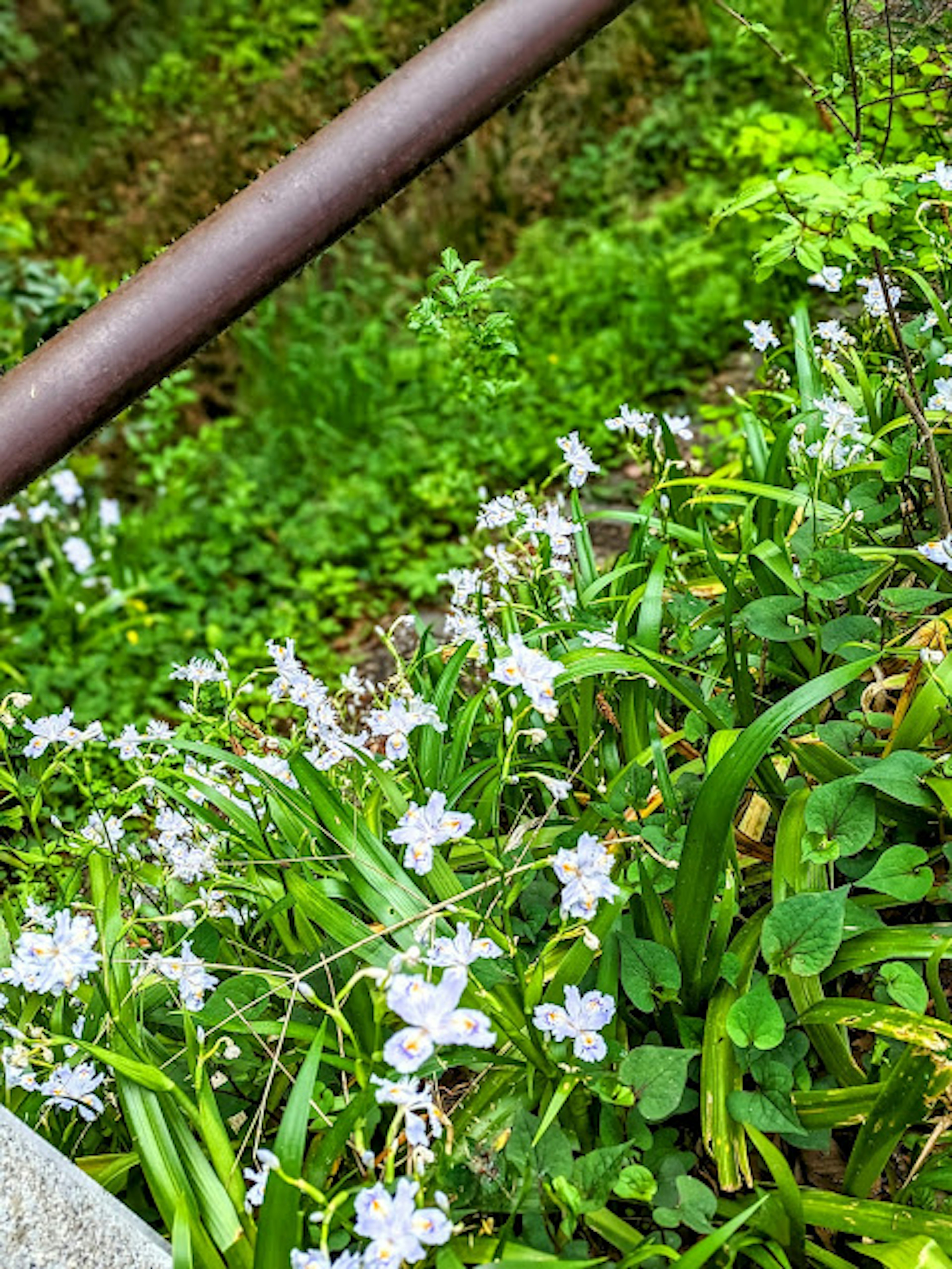 緑の背景に白い花が咲いている風景 鉄の手すりが見える