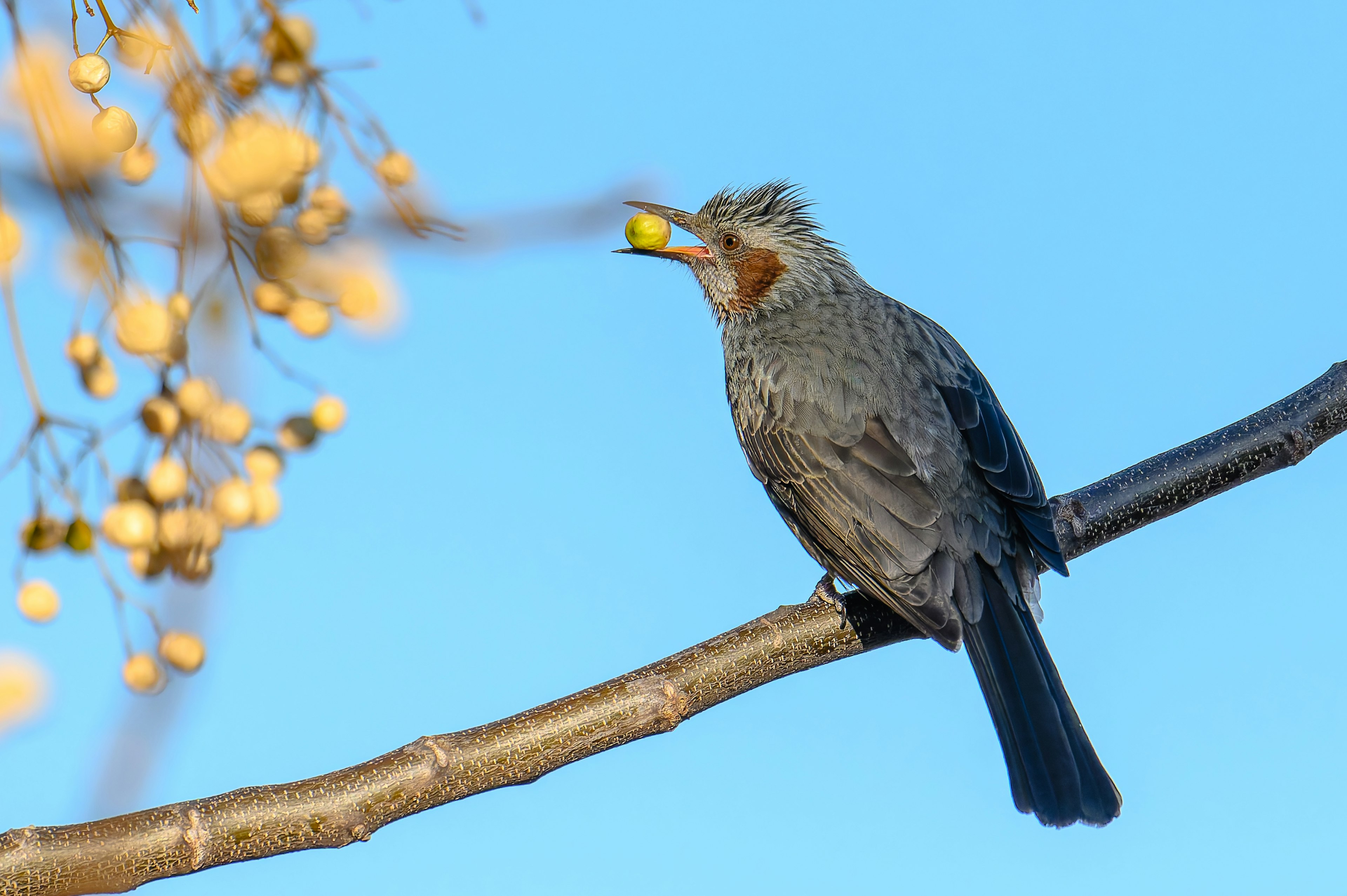 青空の下で小枝に止まる鳥が小さな果実を咥えている