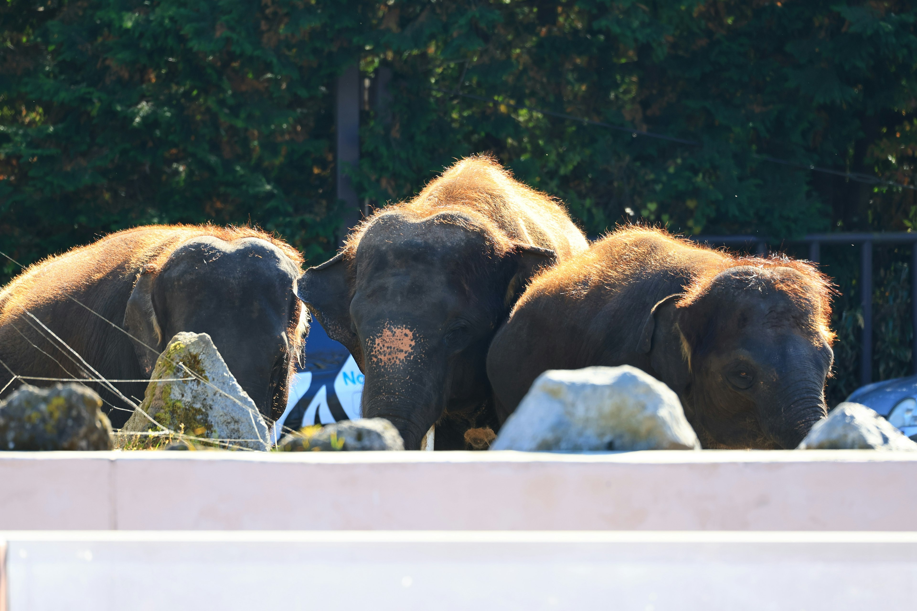 Tiga gajah minum air dekat batu