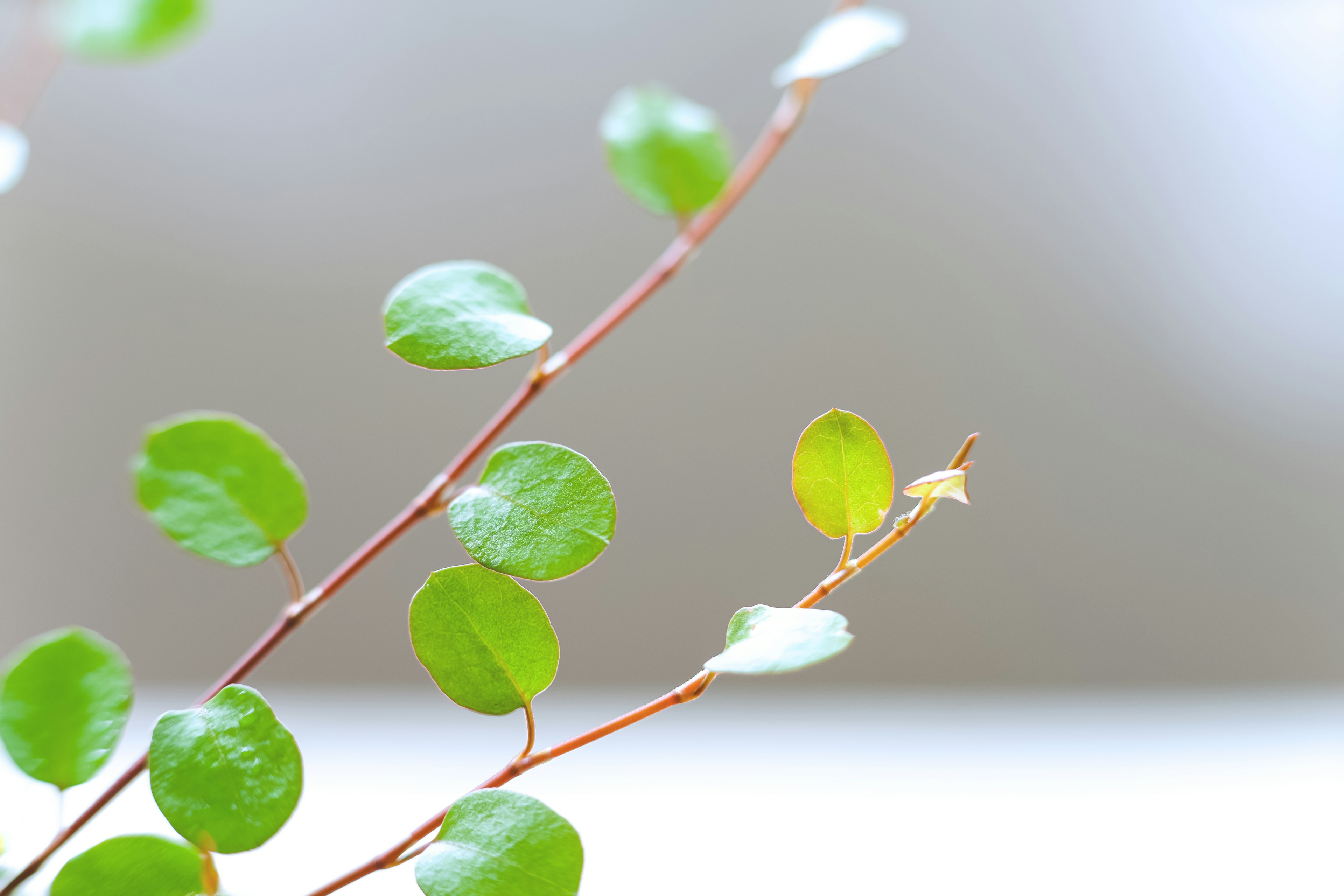 Close-up of a slender branch with green leaves blurred background