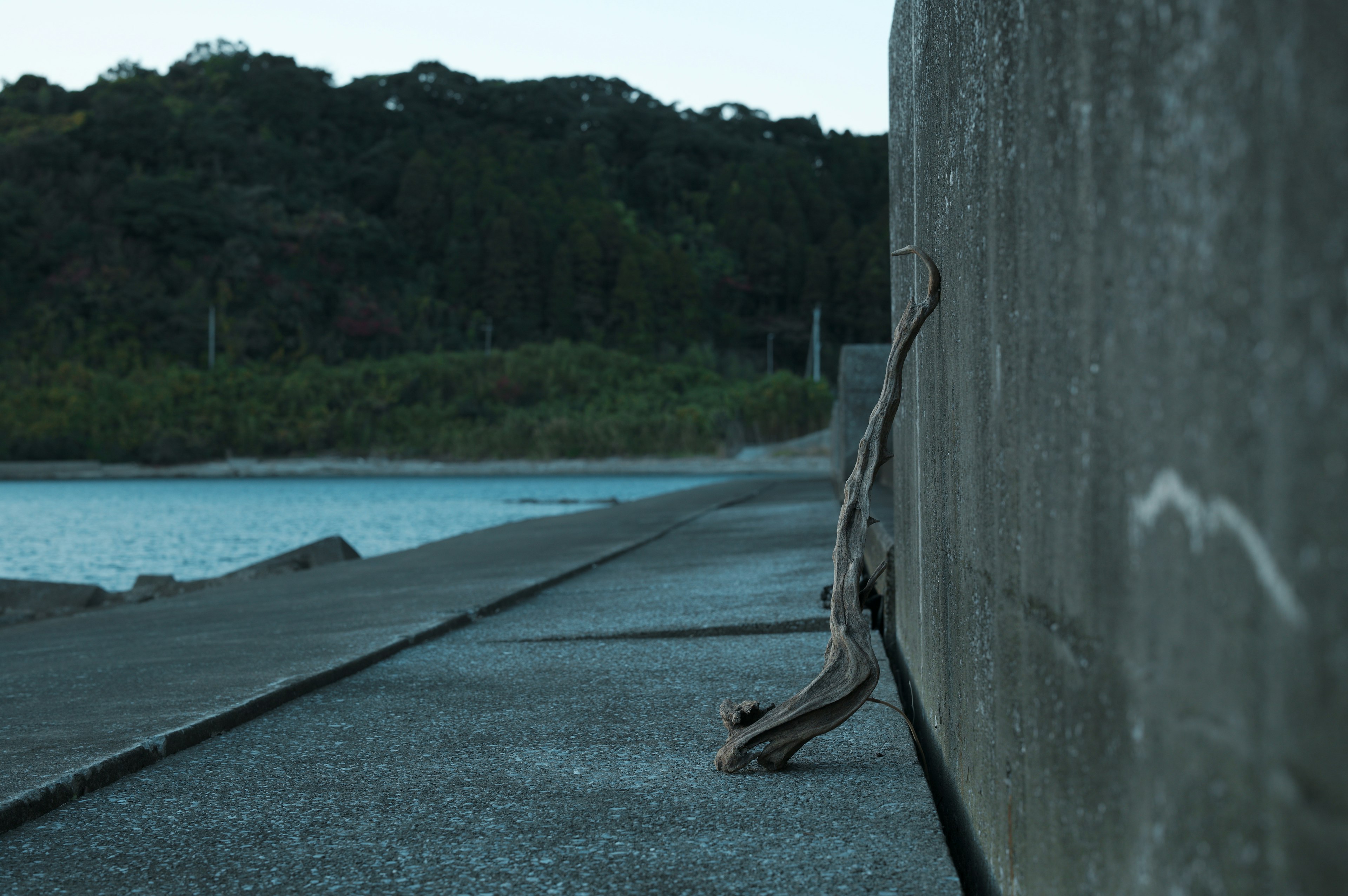 Una rama apoyada contra una pared de concreto junto a la costa