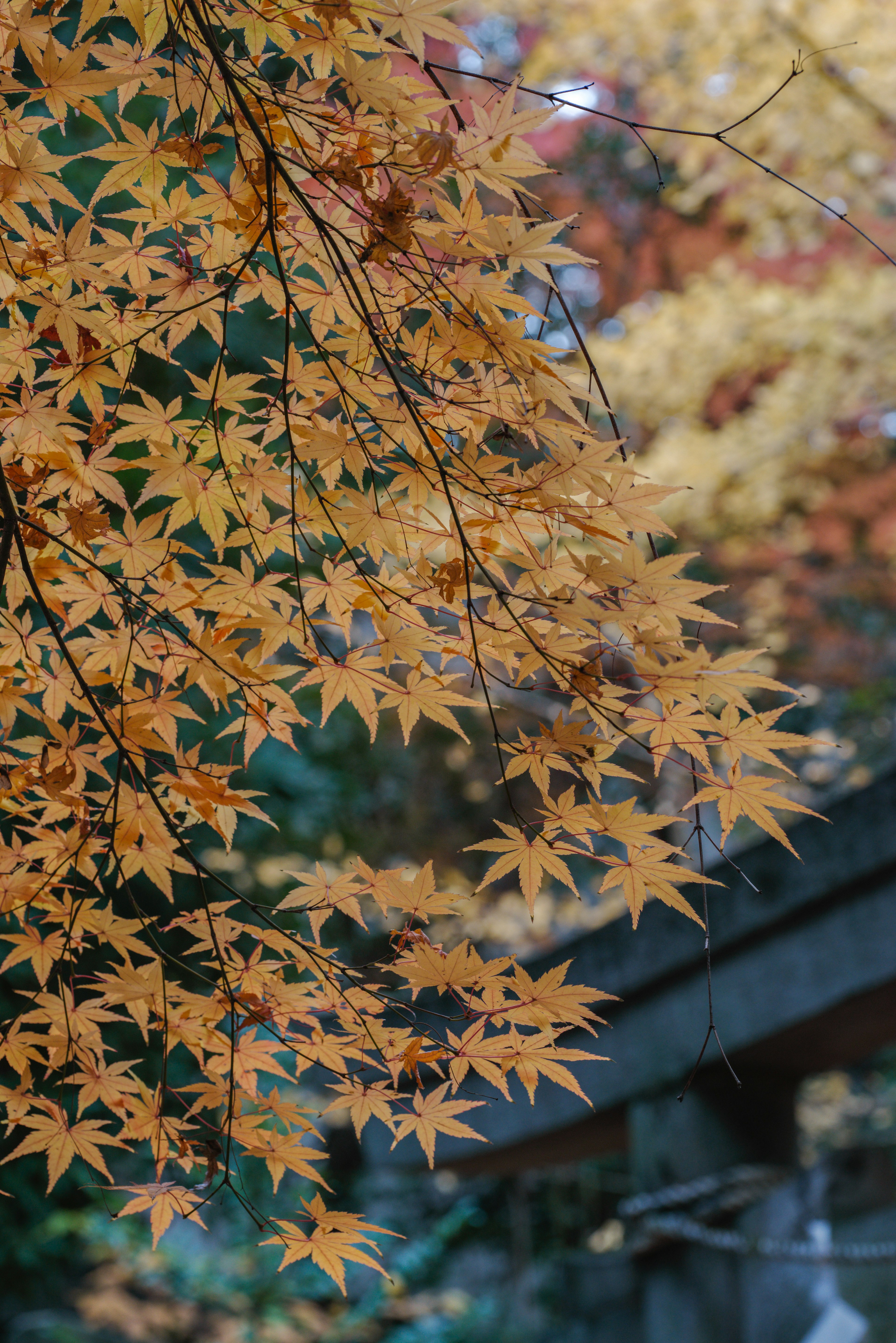 Foglie d'acero arancioni in autunno su uno sfondo sfocato