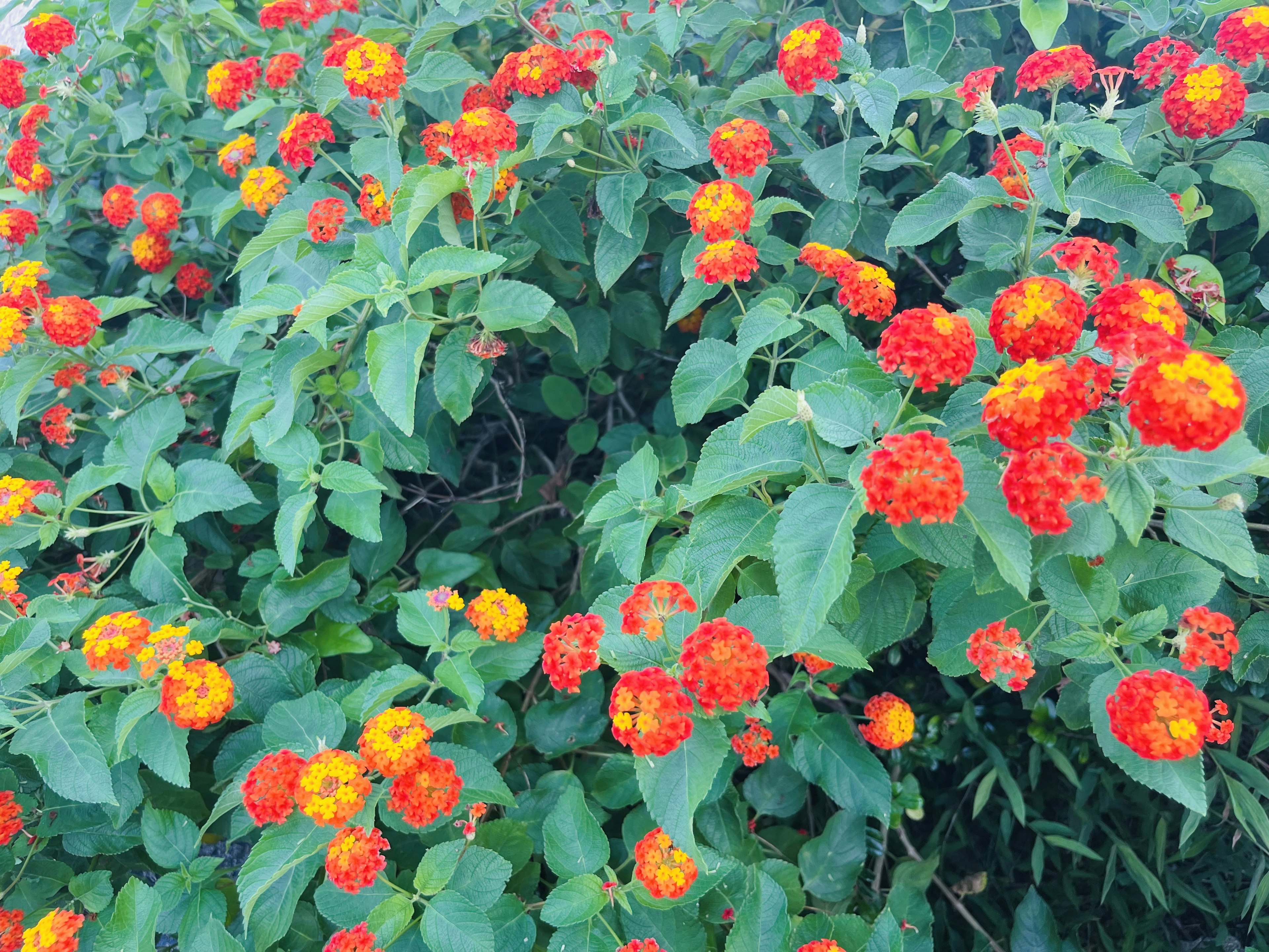 Vibrant clusters of orange and yellow flowers among lush green leaves