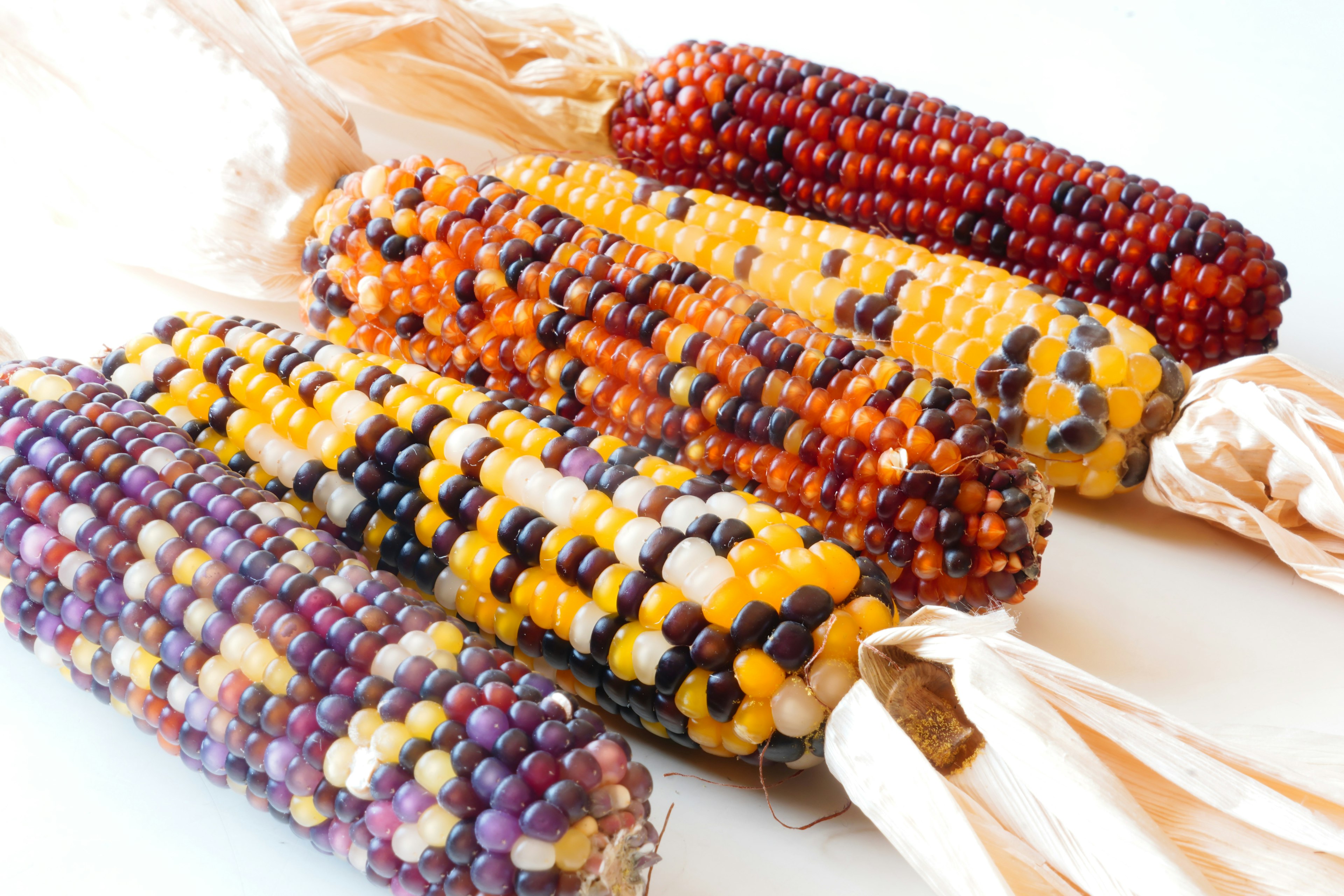 Colorful ears of corn arranged in a row